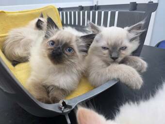 Traditional Ragdolls *Last 2*