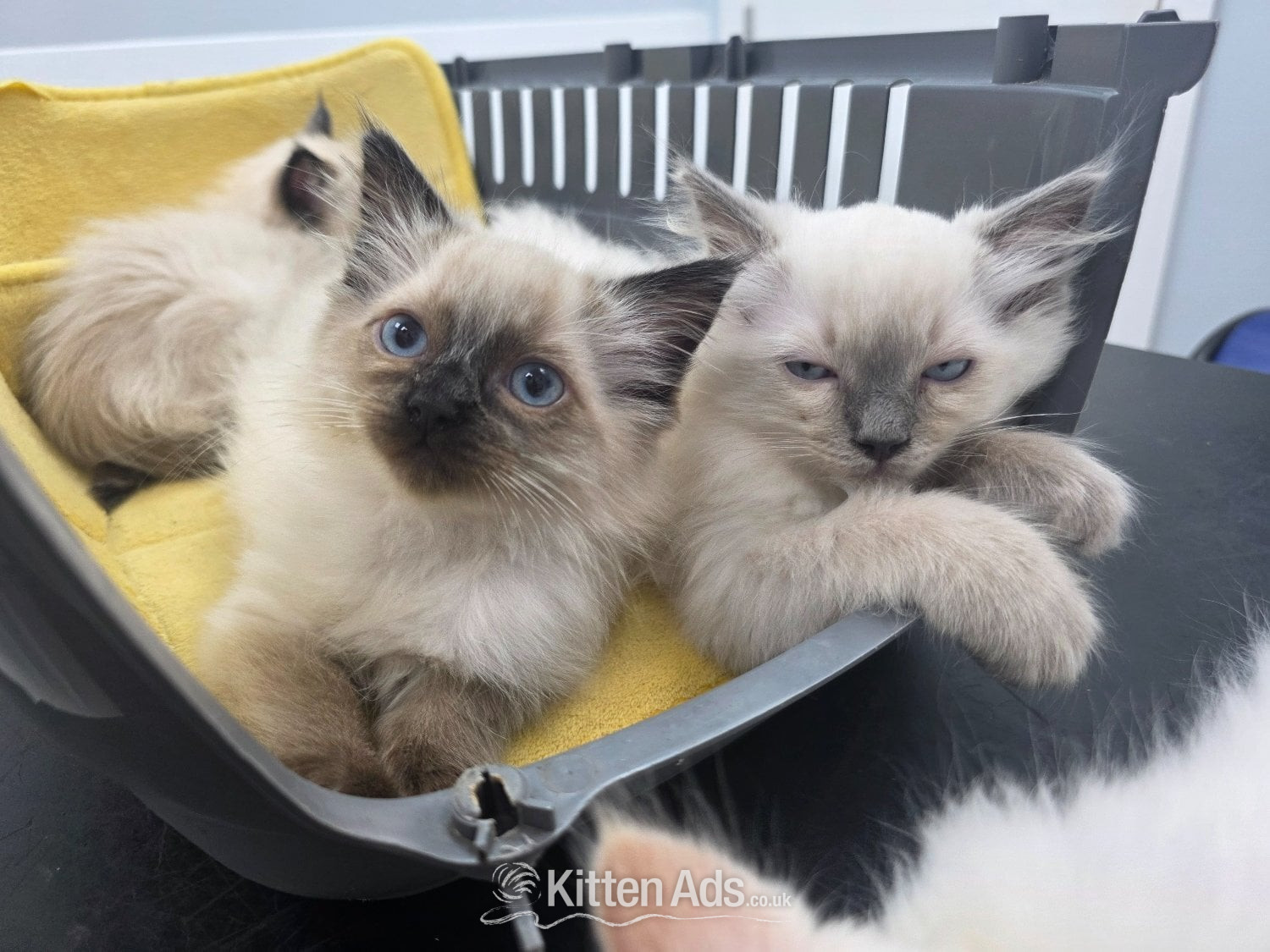 Traditional Ragdolls *Last 2* in {LOCATION}