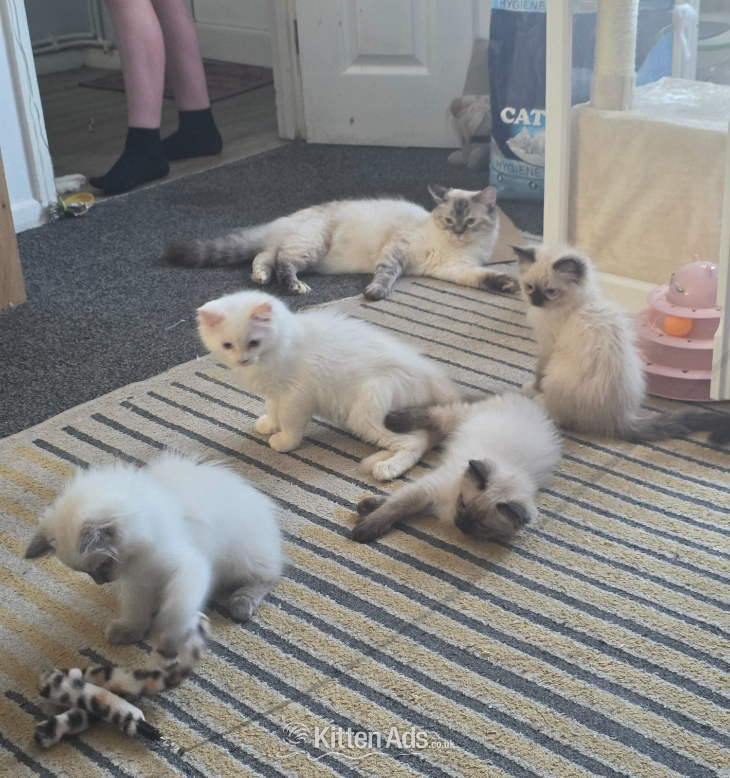 Ragdoll