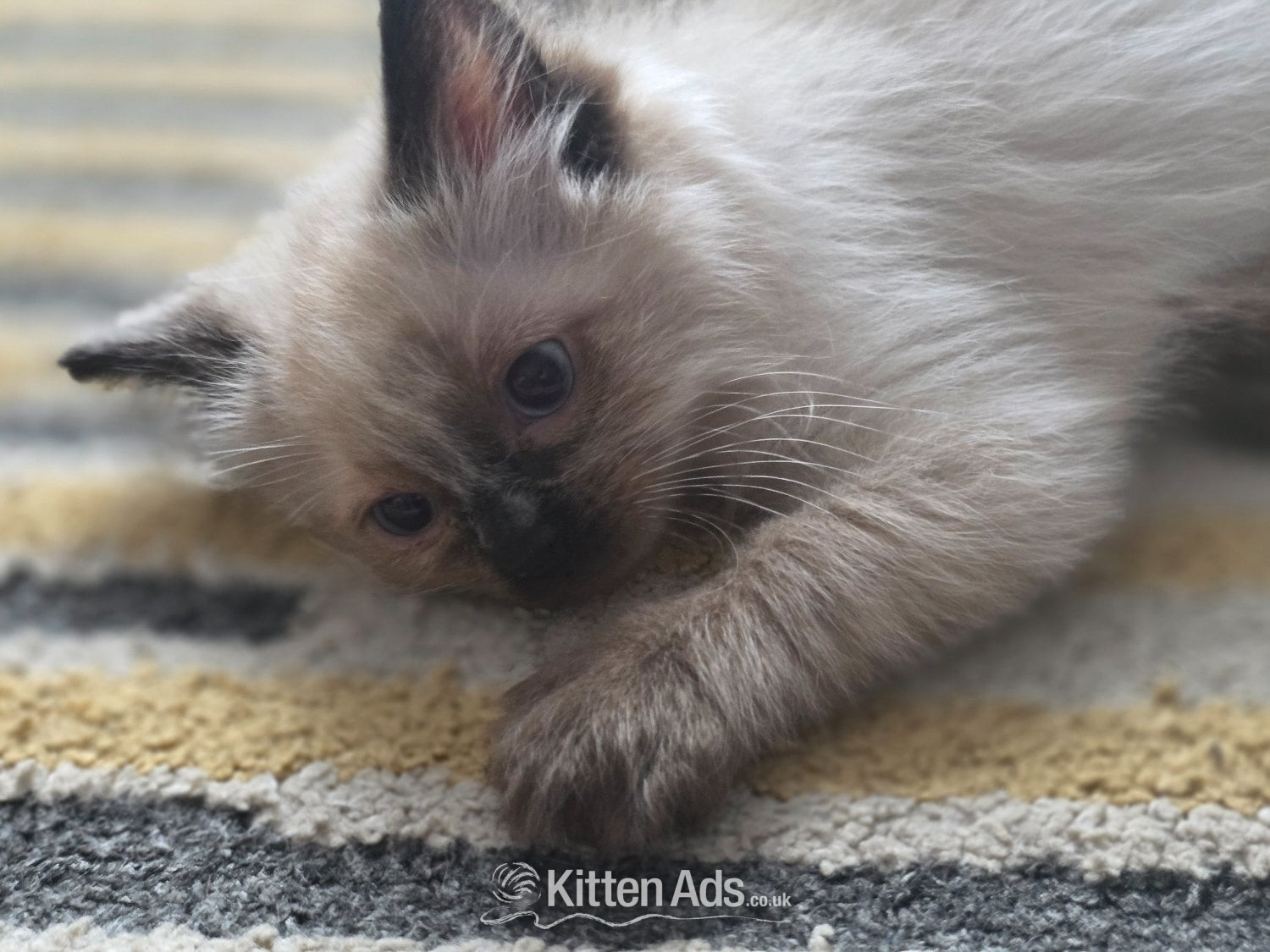 Ragdoll - Traditional Ragdolls *Last 2*