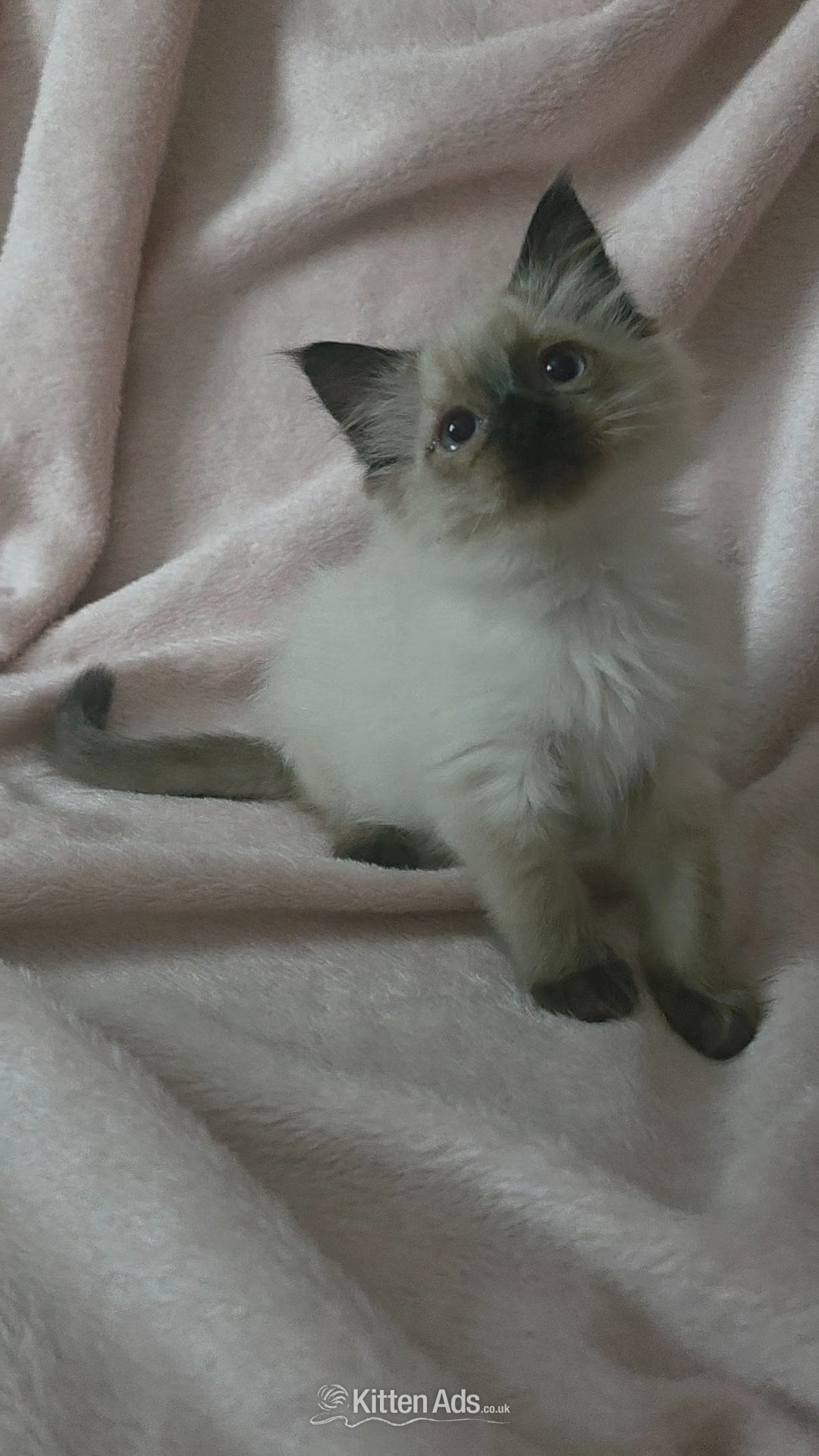 Traditional Ragdolls *Last 2* - Ragdoll