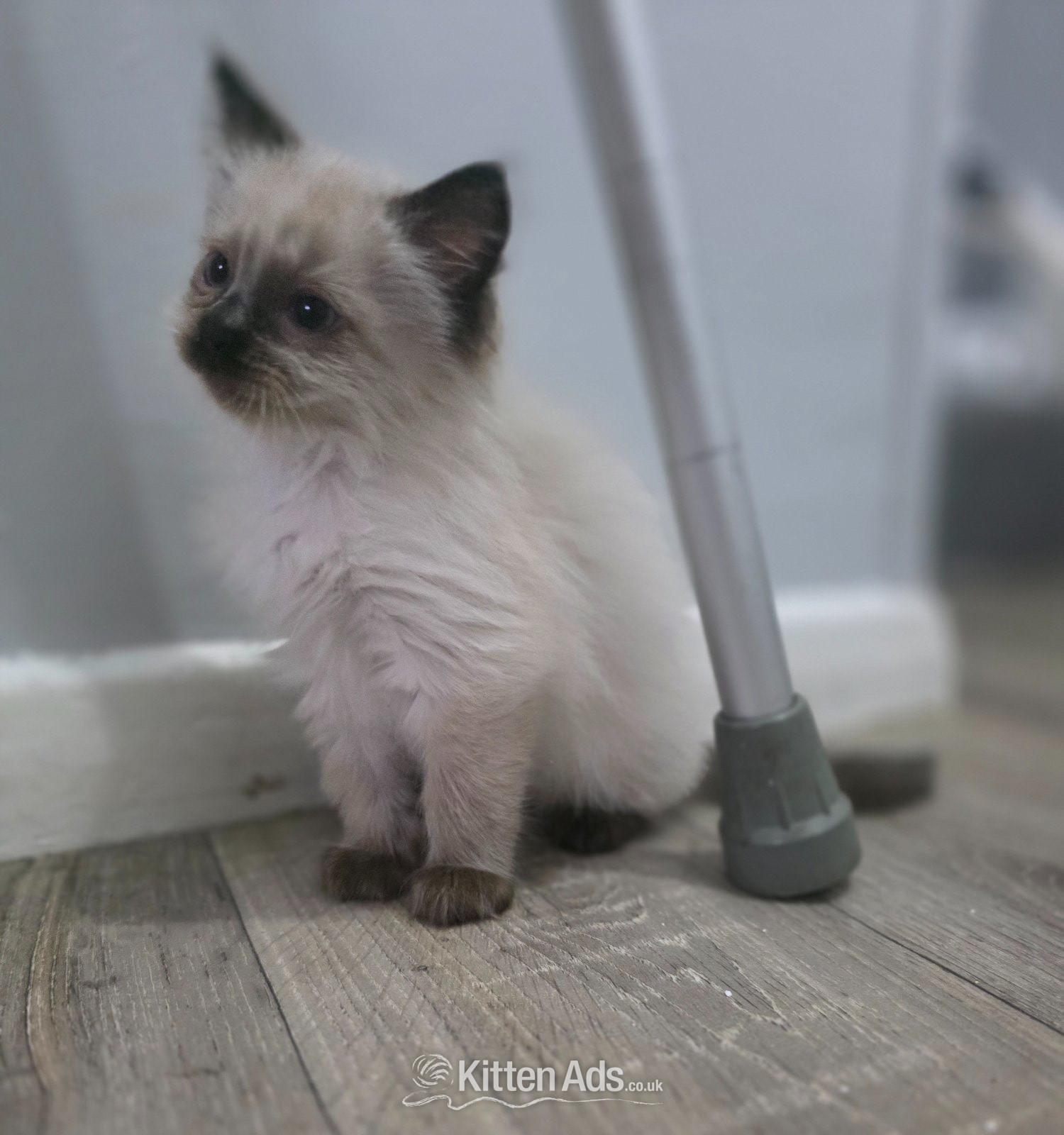 Ragdoll