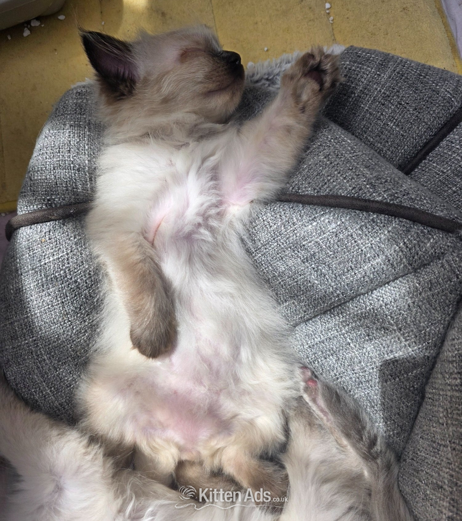 Ragdoll Cats and Kittens