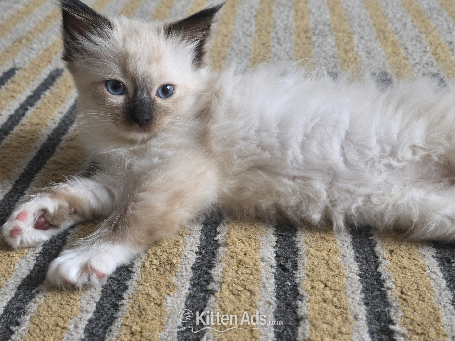 Ragdoll - Traditional Ragdolls *Last 3*