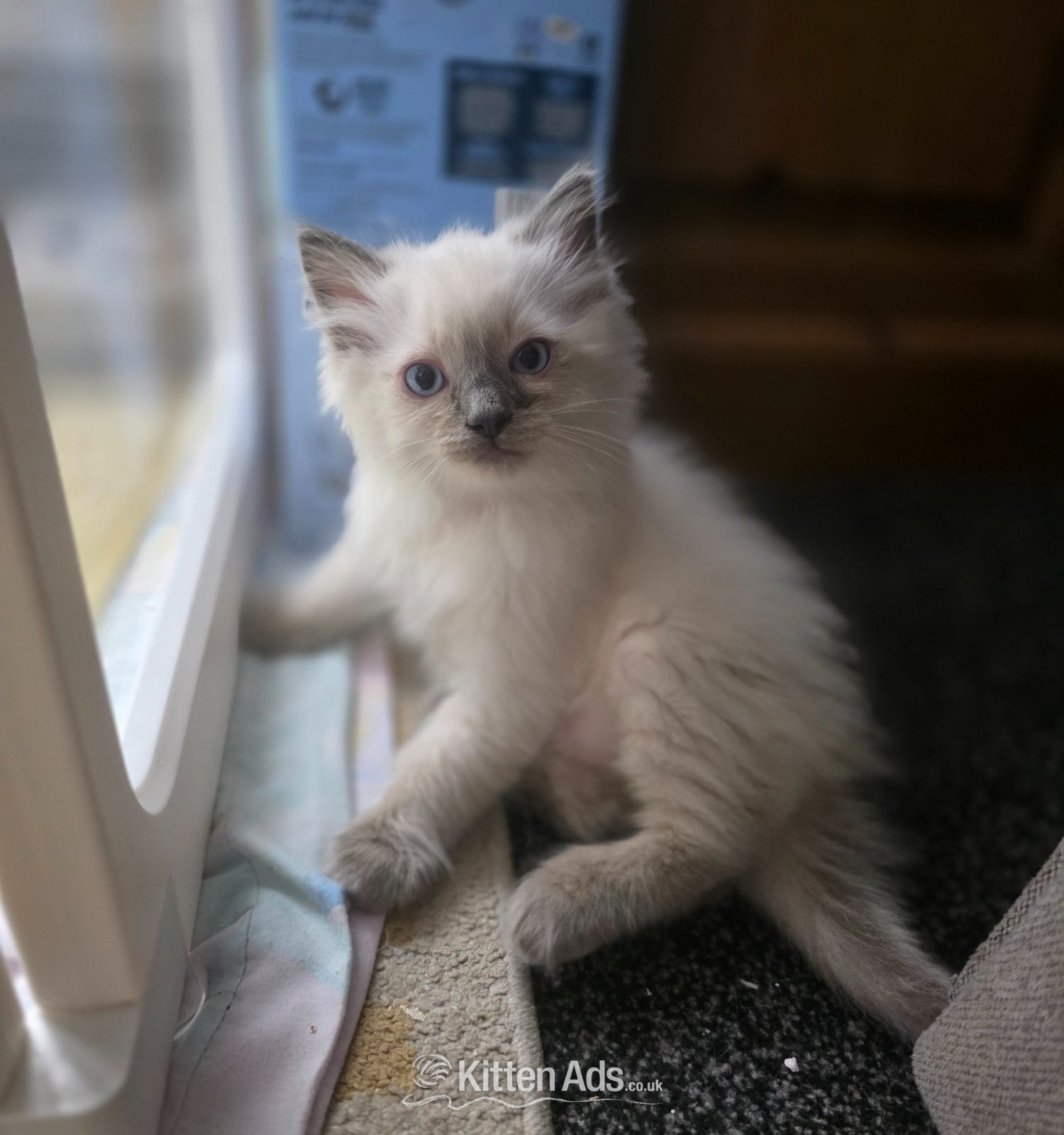 Traditional Ragdolls *Last 3* - Ragdoll