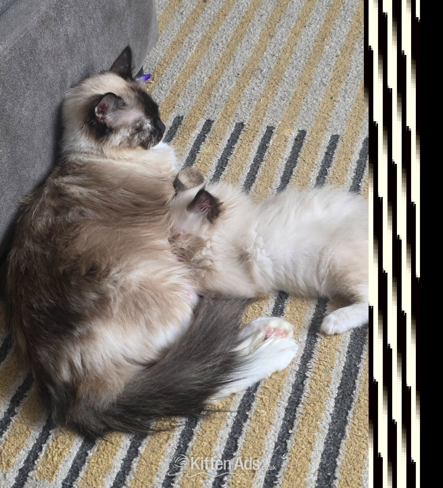 Ragdoll Cats and Kittens