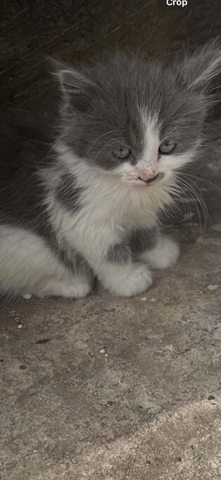Adorable mainecoon cross British blue kittens 