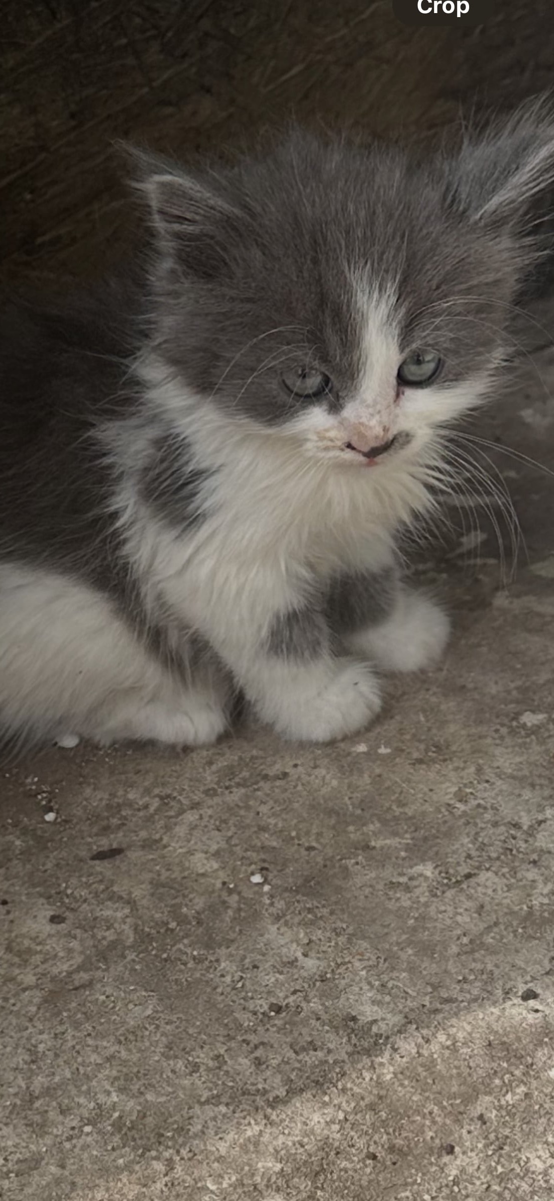 Adorable mainecoon cross British blue kittens  in {LOCATION}