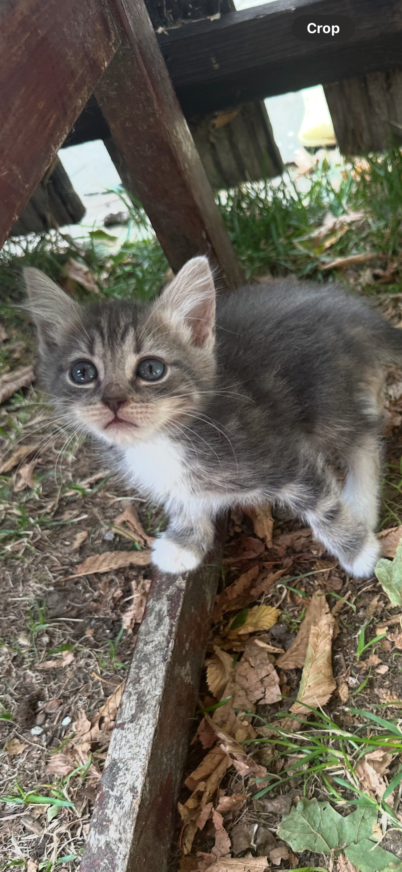 Maine Coon Cats and Kittens