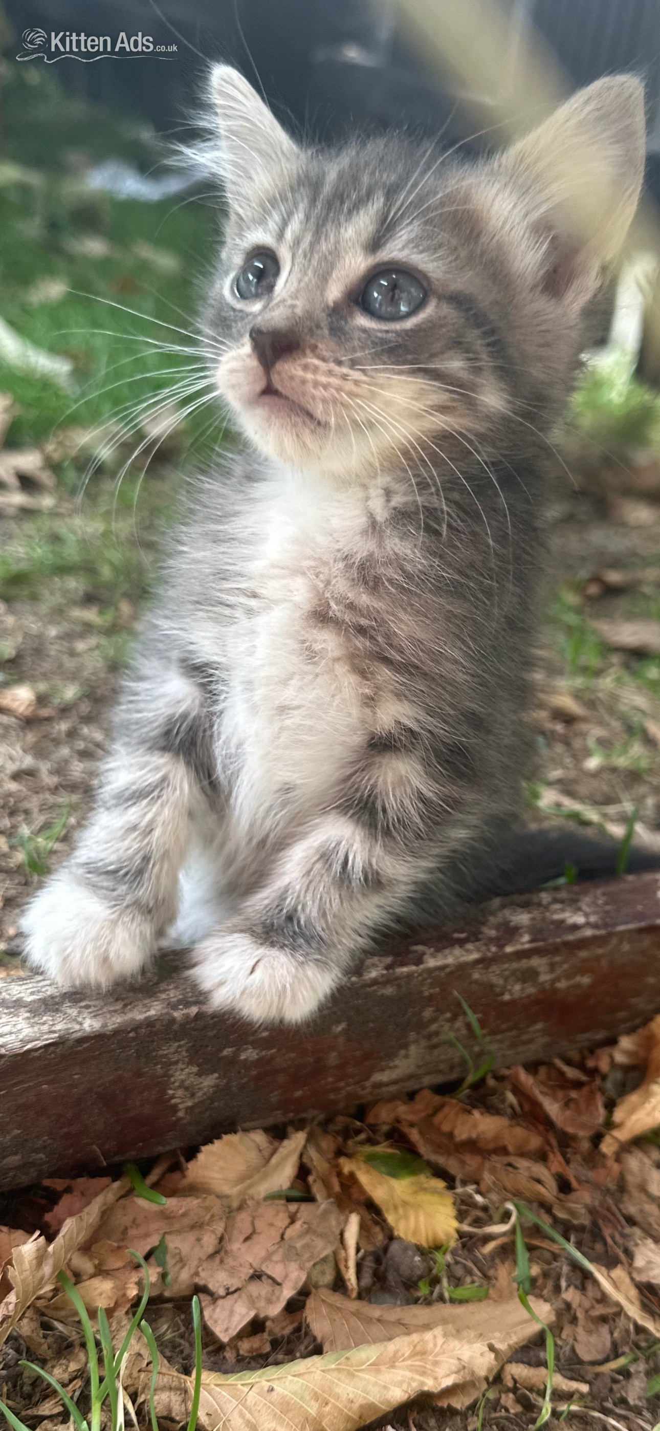 Maine Coon