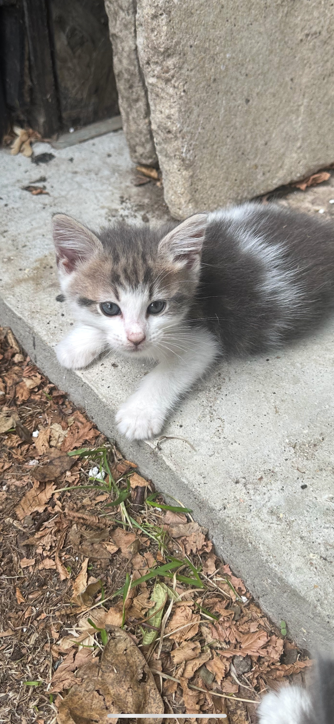 Maine Coon - Adorable mainecoon cross British blue kittens 