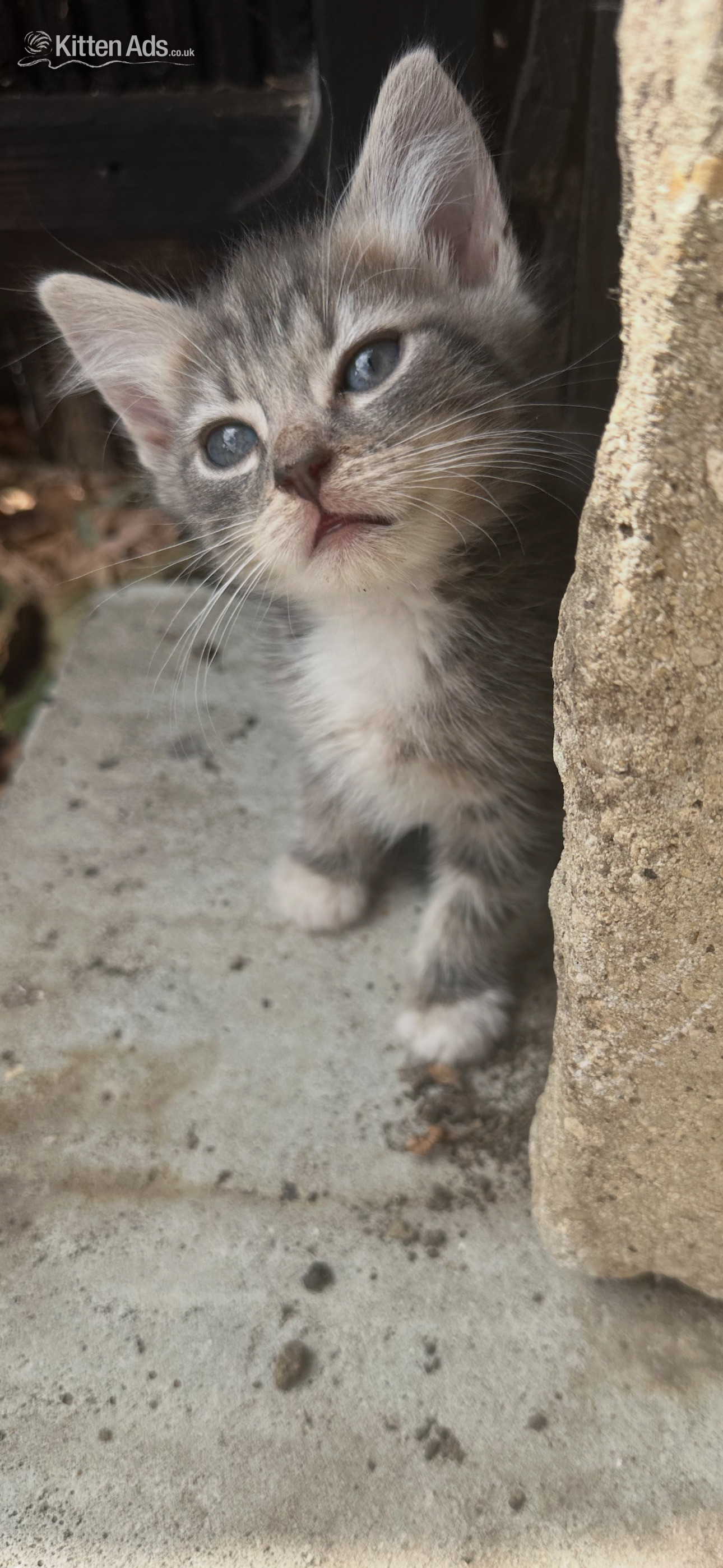 Adorable mainecoon cross British blue kittens  - Maine Coon