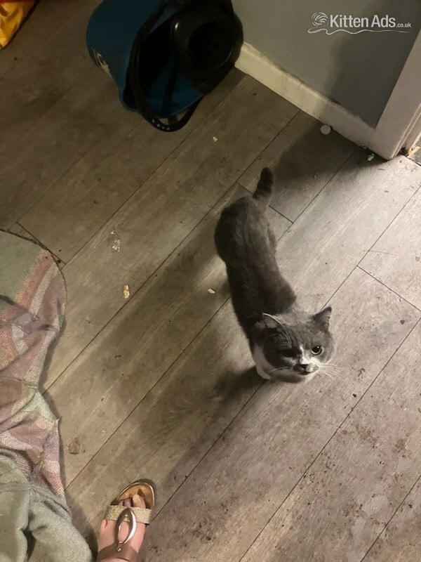 British short haired cross kittens  in {LOCATION}