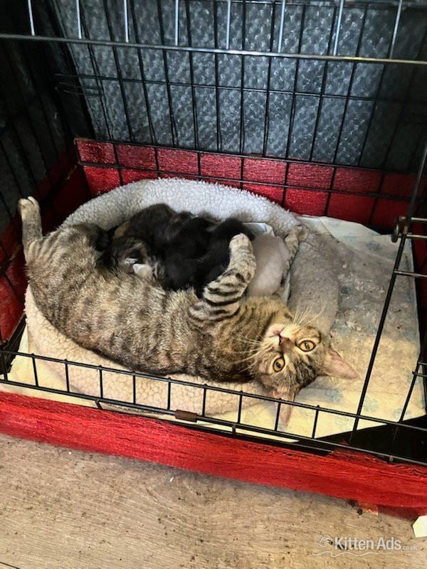 BSH Cross kittens in {LOCATION}
