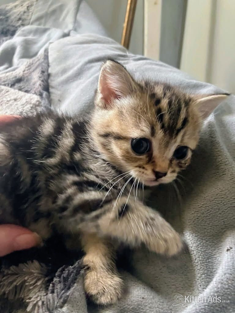 British Shorthair - BSH Cross kittens