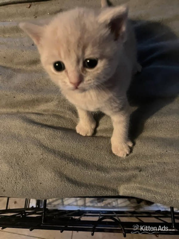 BSH Cross kittens - British Shorthair