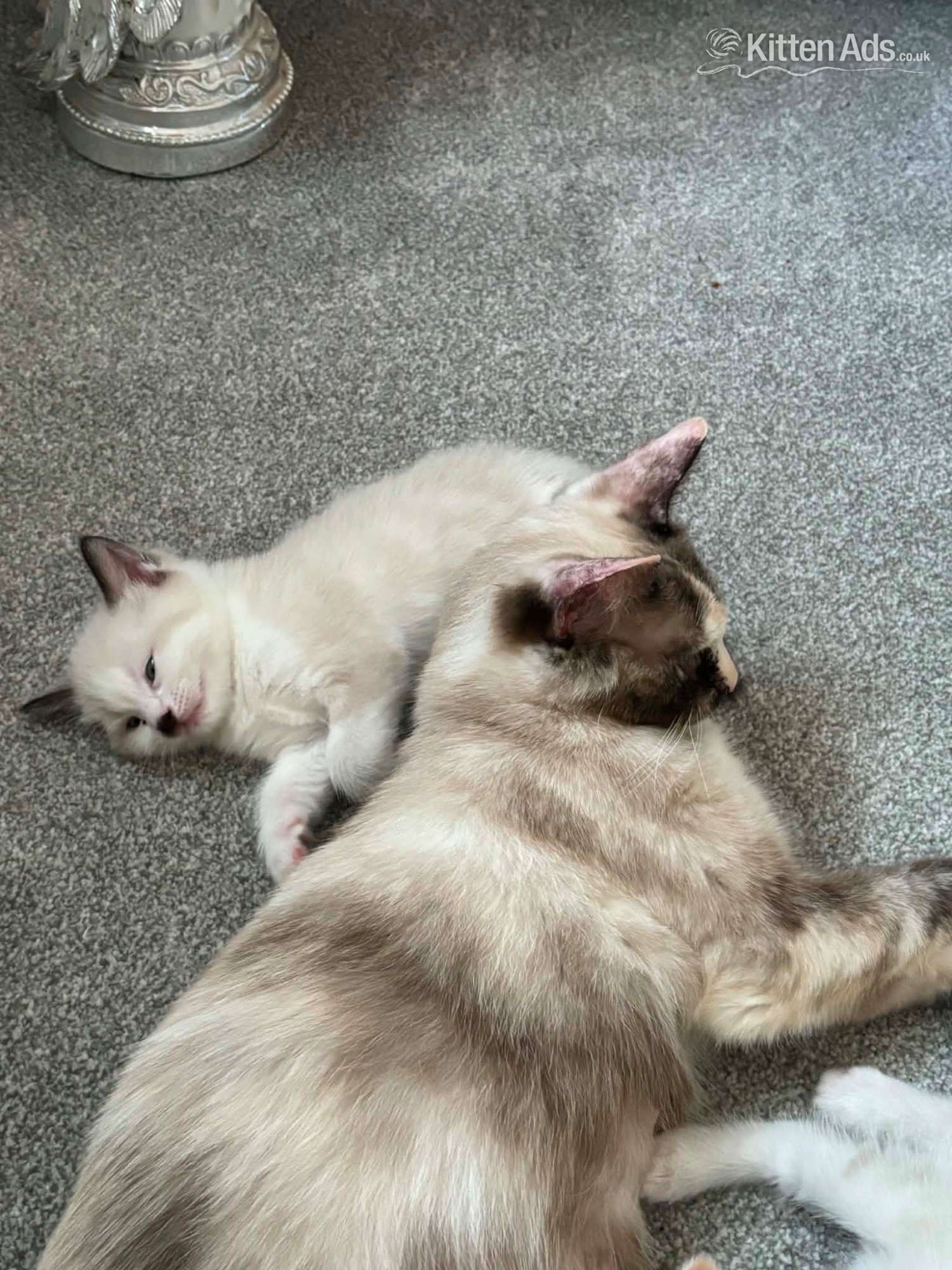 Beautiful ragdoll kitten for sale  in {LOCATION}