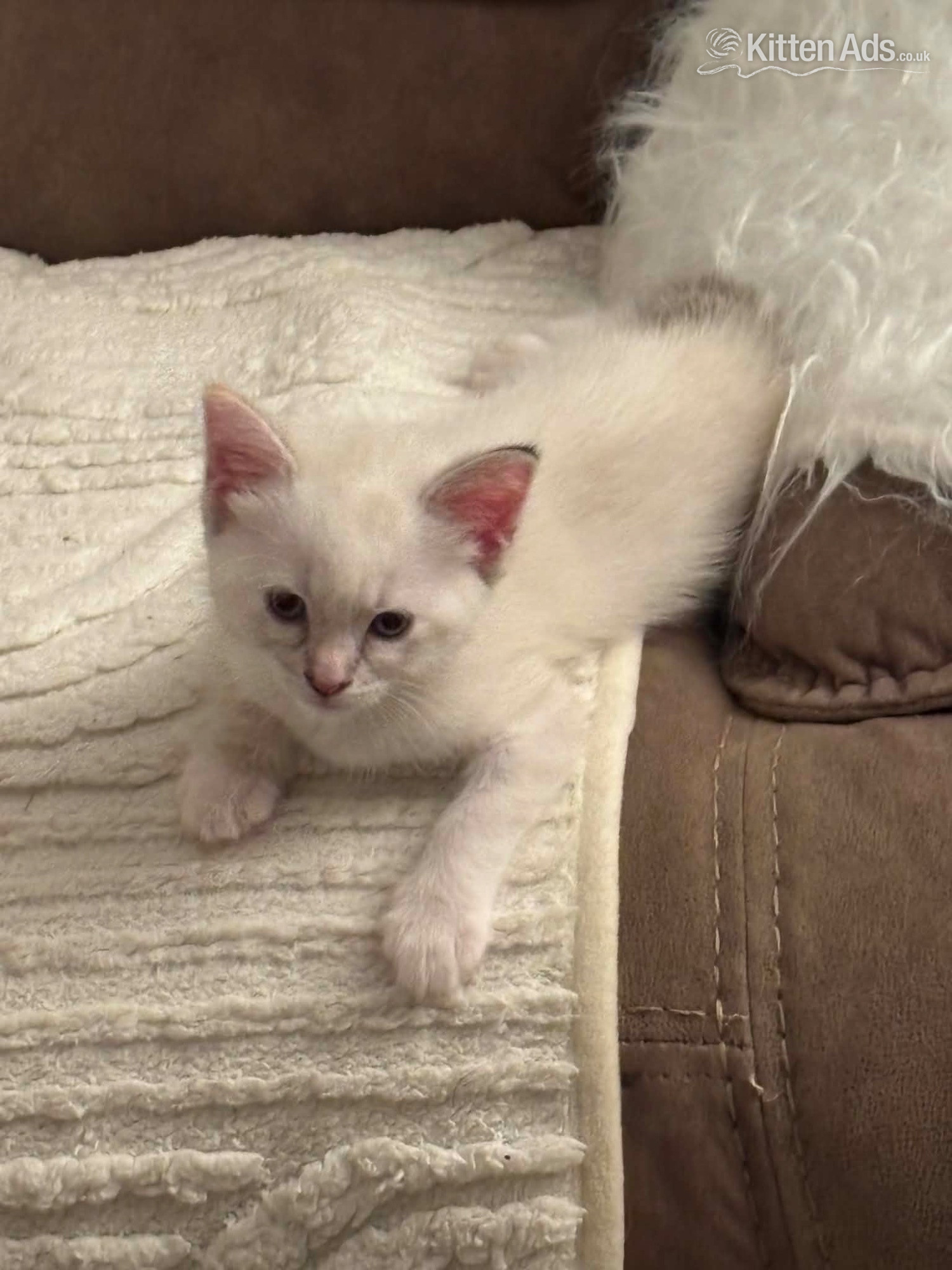 Ragdoll