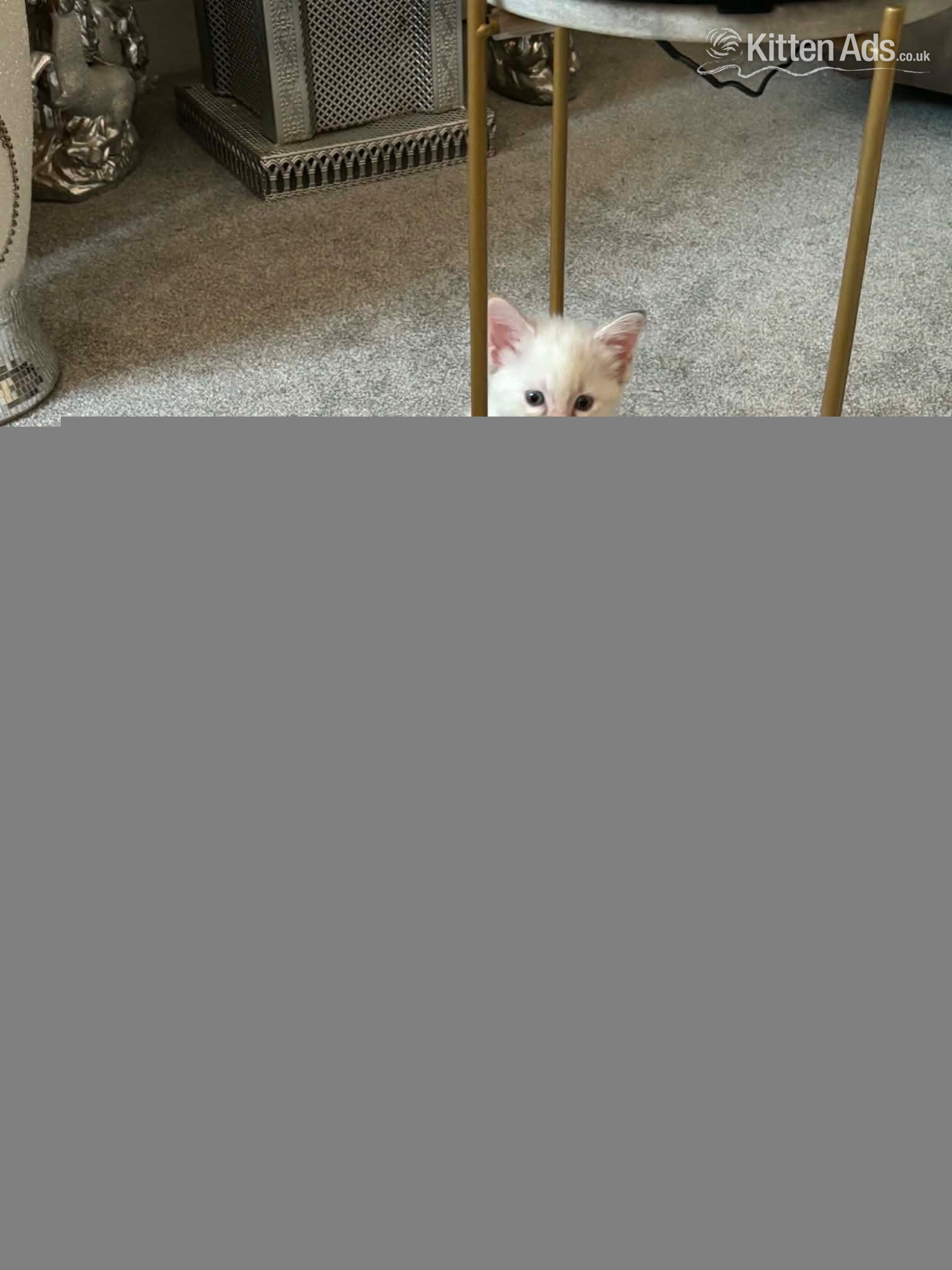 Ragdoll Cats and Kittens