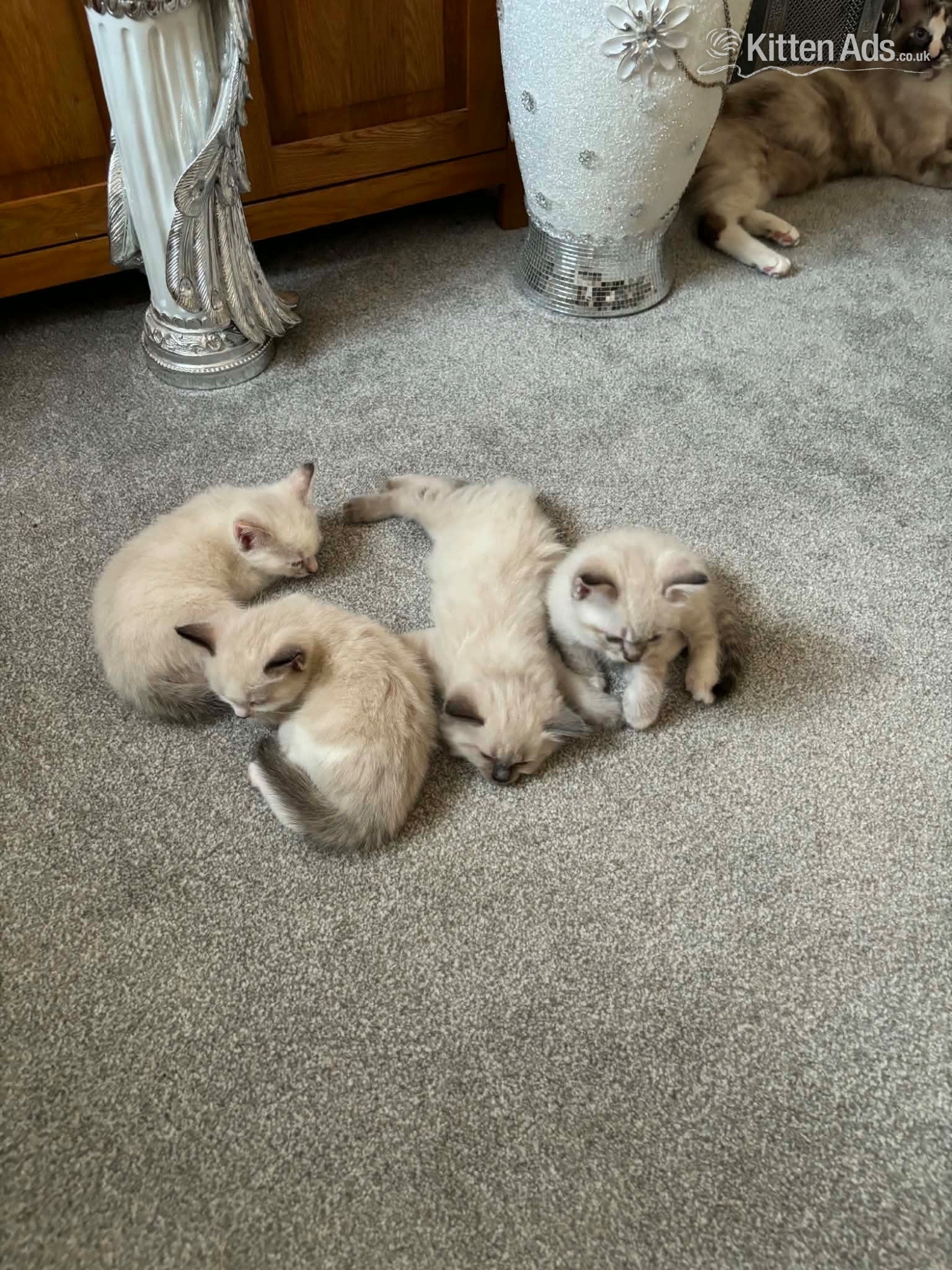 Ragdoll - Beautiful ragdoll kitten for sale 