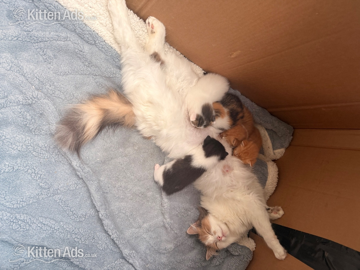 Maine coon cross kittens  in {LOCATION}