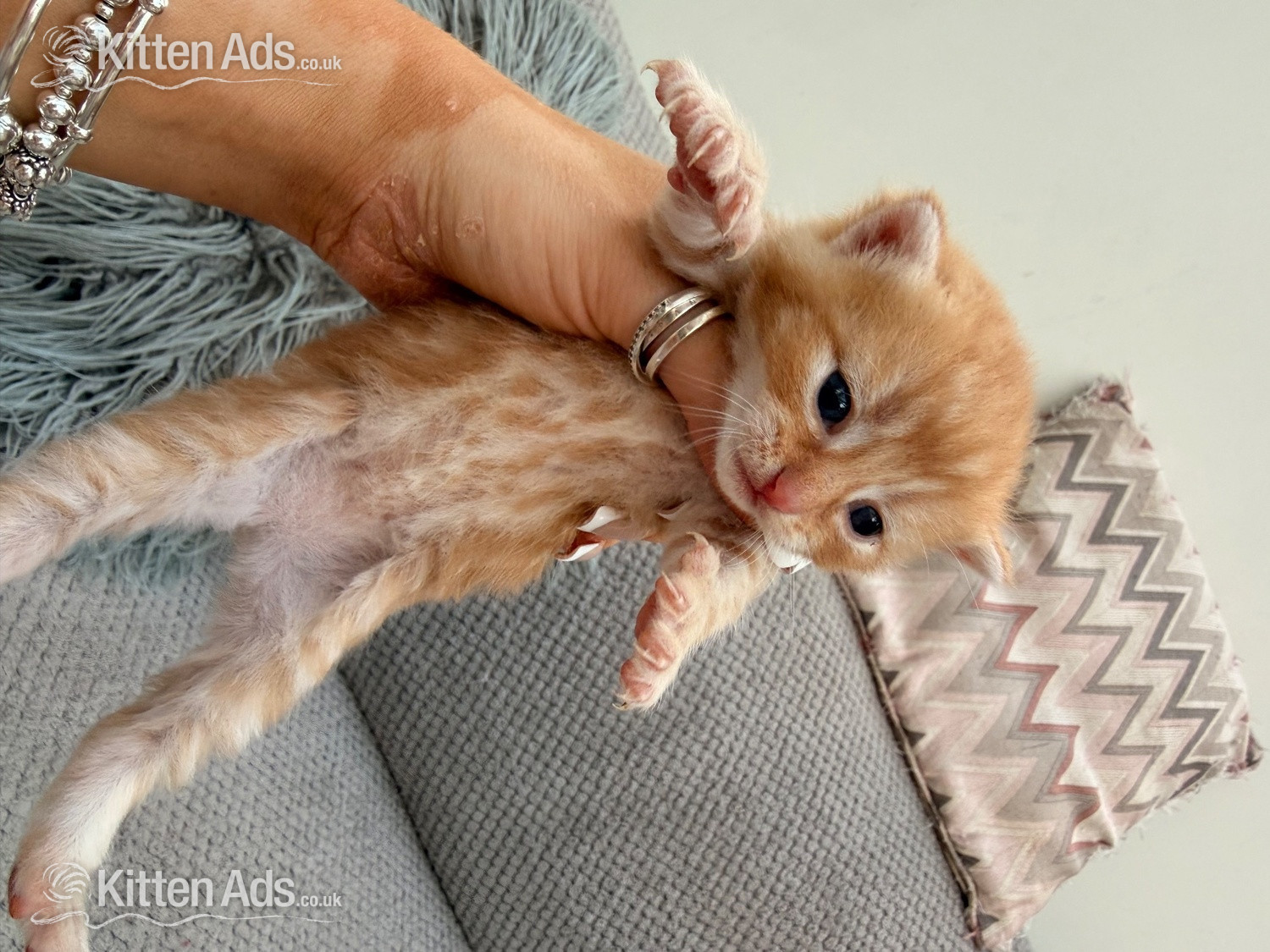  Cats and Kittens