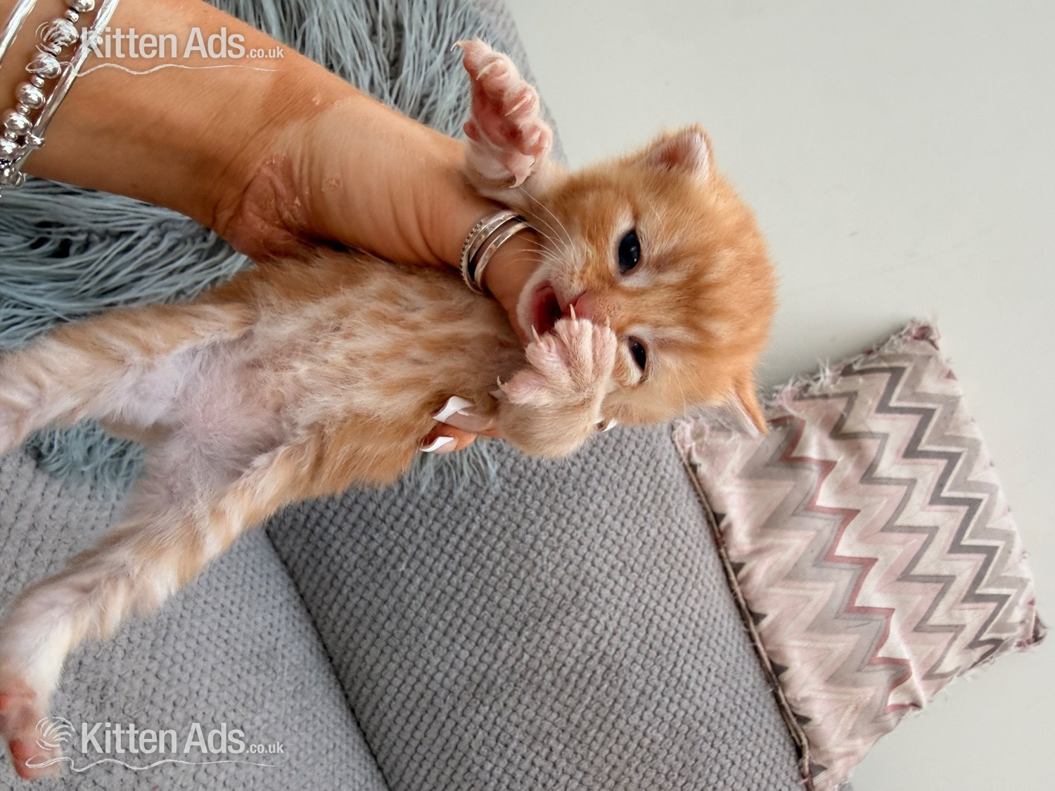  - Maine coon cross kittens 