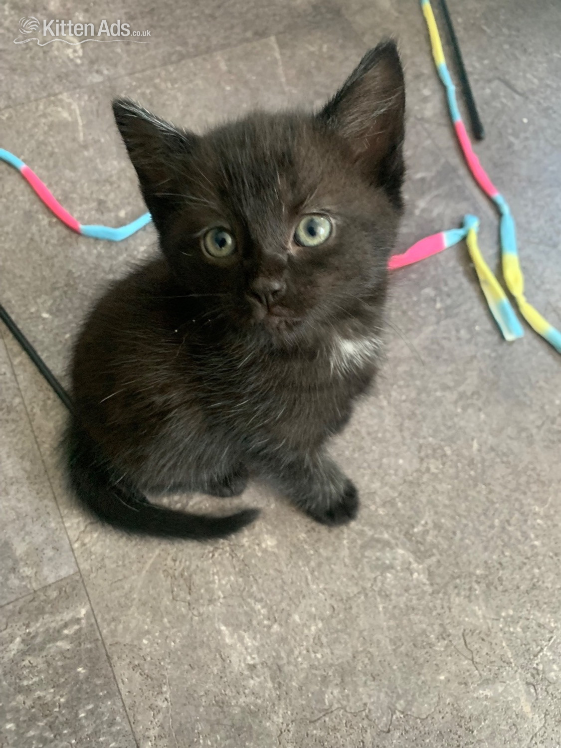 2 female kittens ready now !  in {LOCATION}