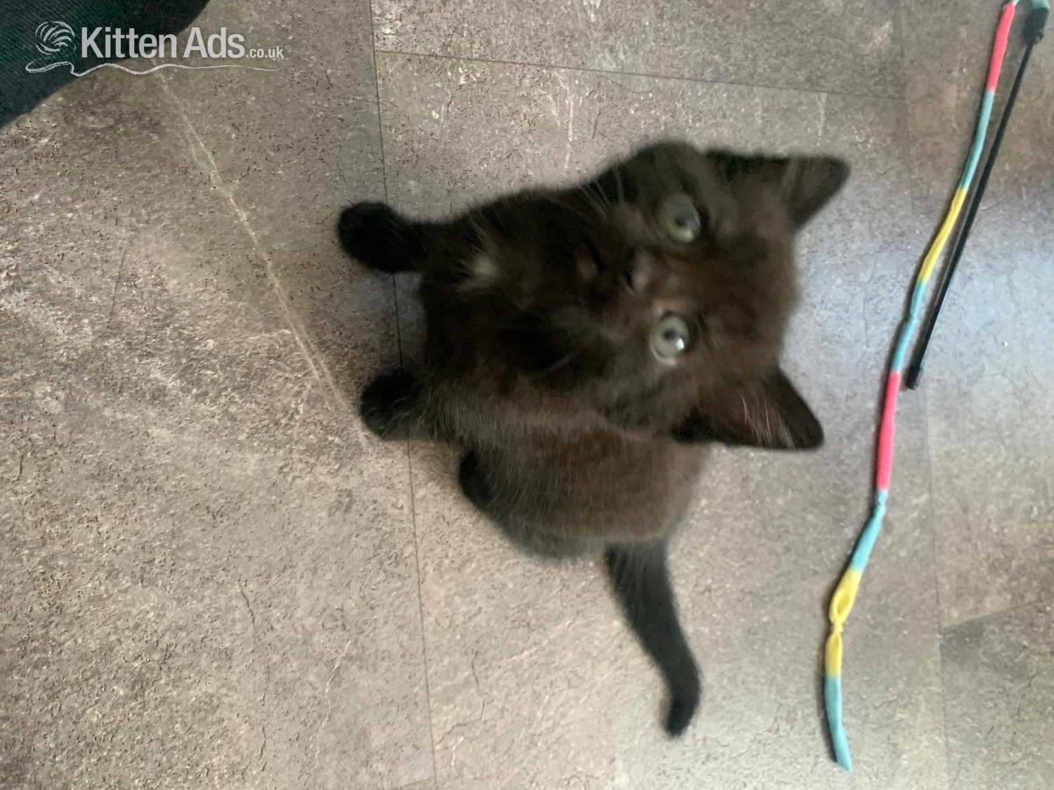 2 female kittens ready now !  - 