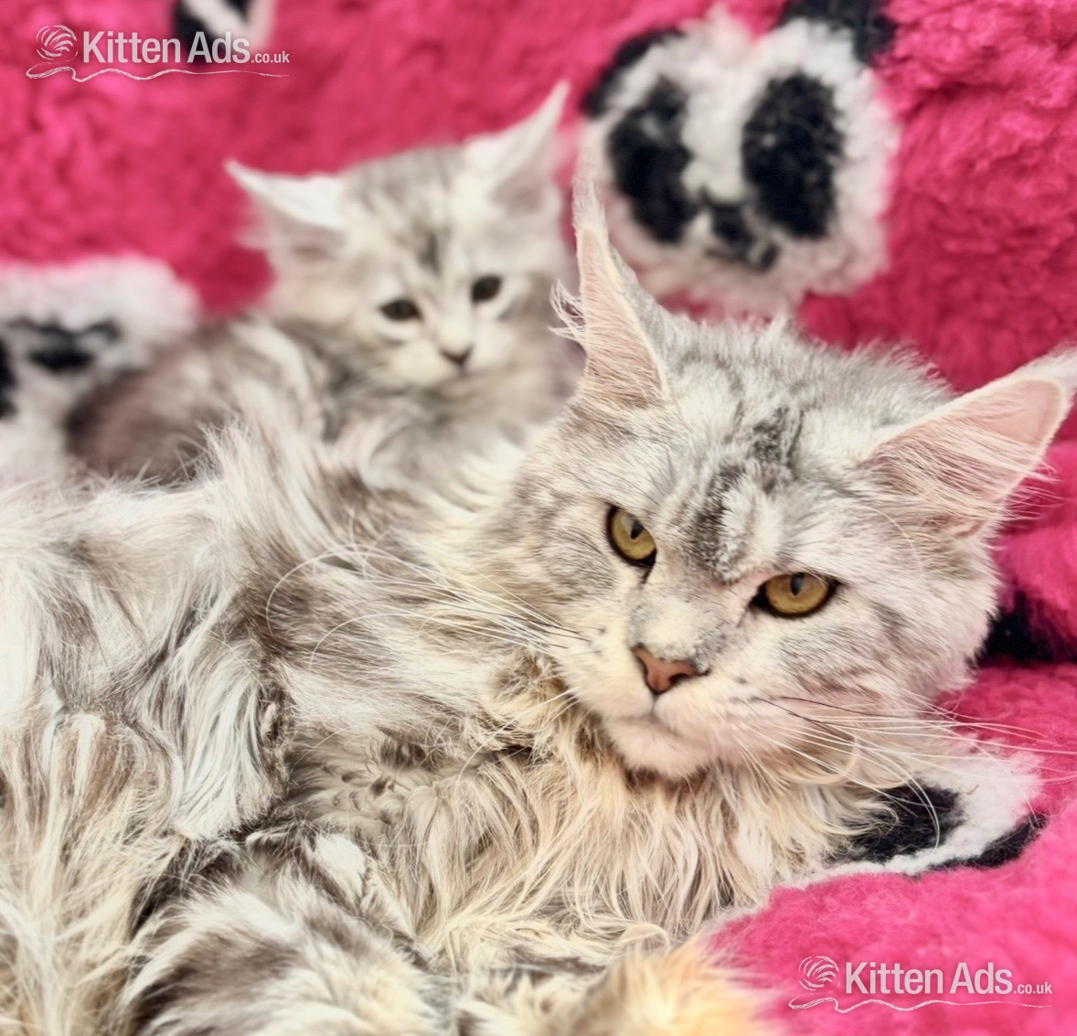  Cats and Kittens
