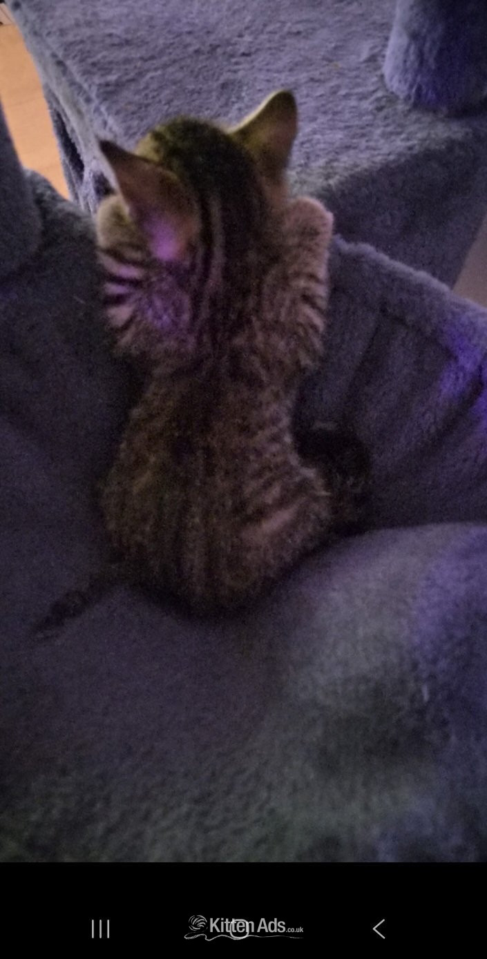 Beautiful female kitten for sell in {LOCATION}