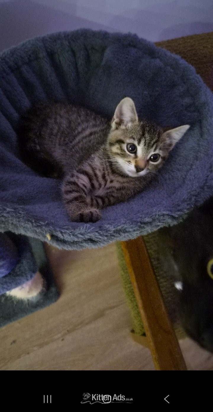  Cats and Kittens