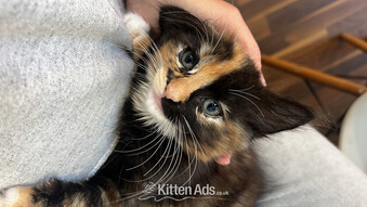 Ragdoll mixed kittens