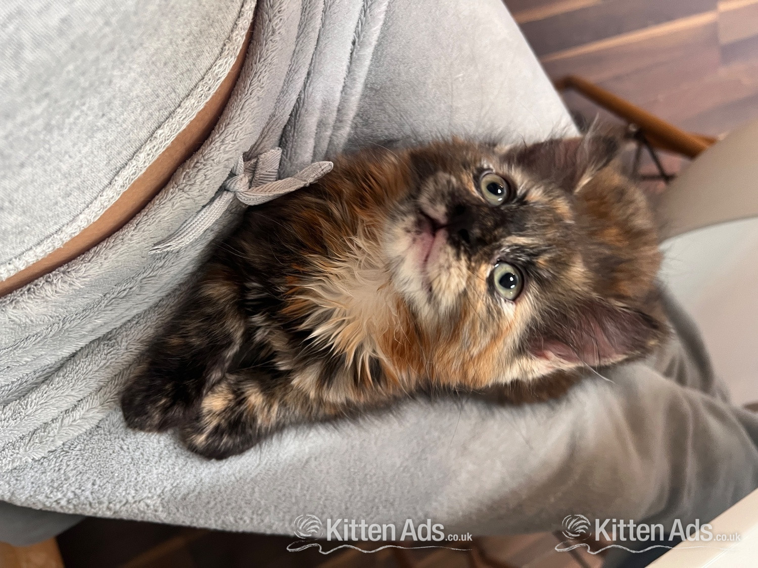  Cats and Kittens