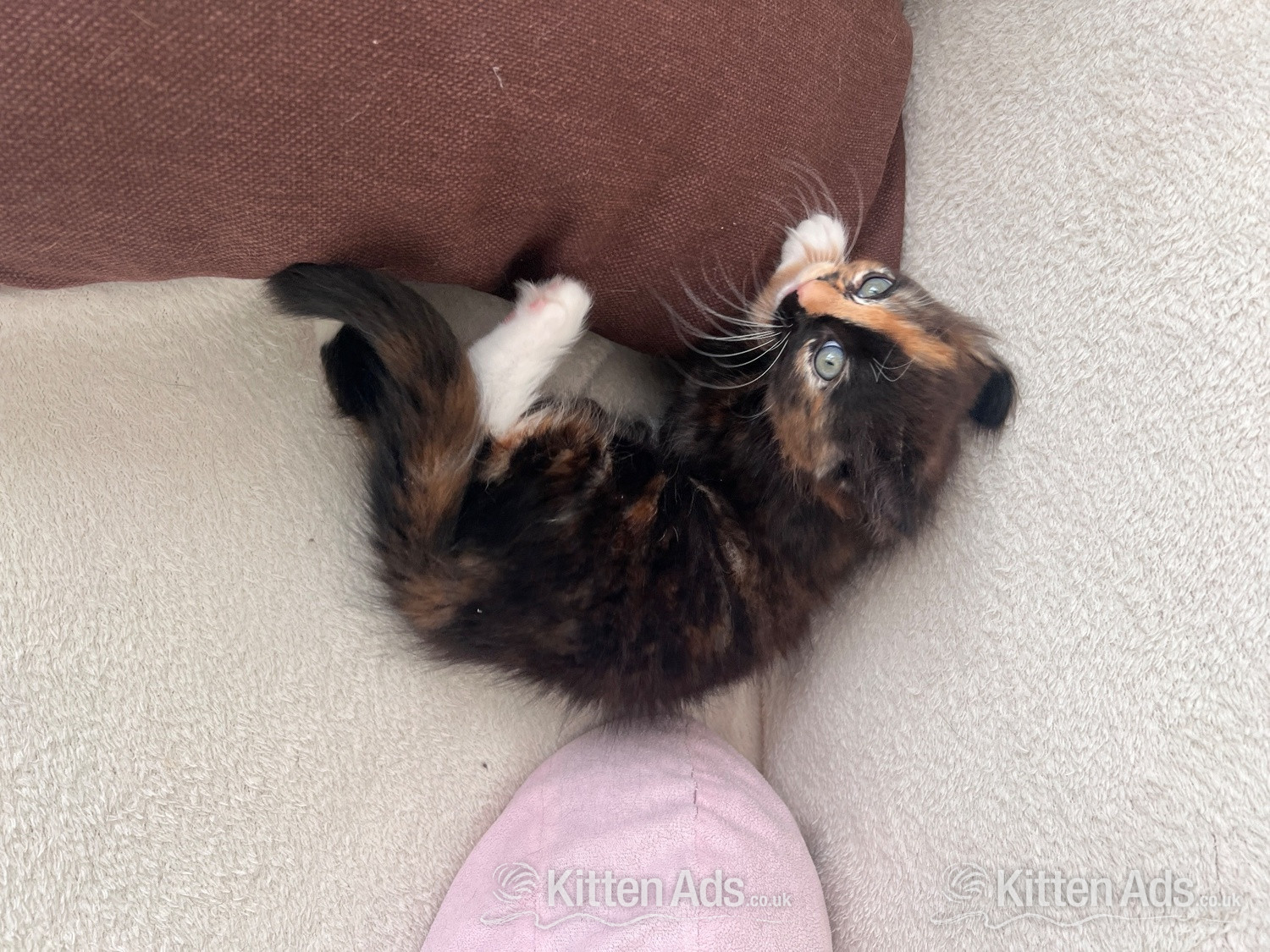  - Ragdoll mixed kittens