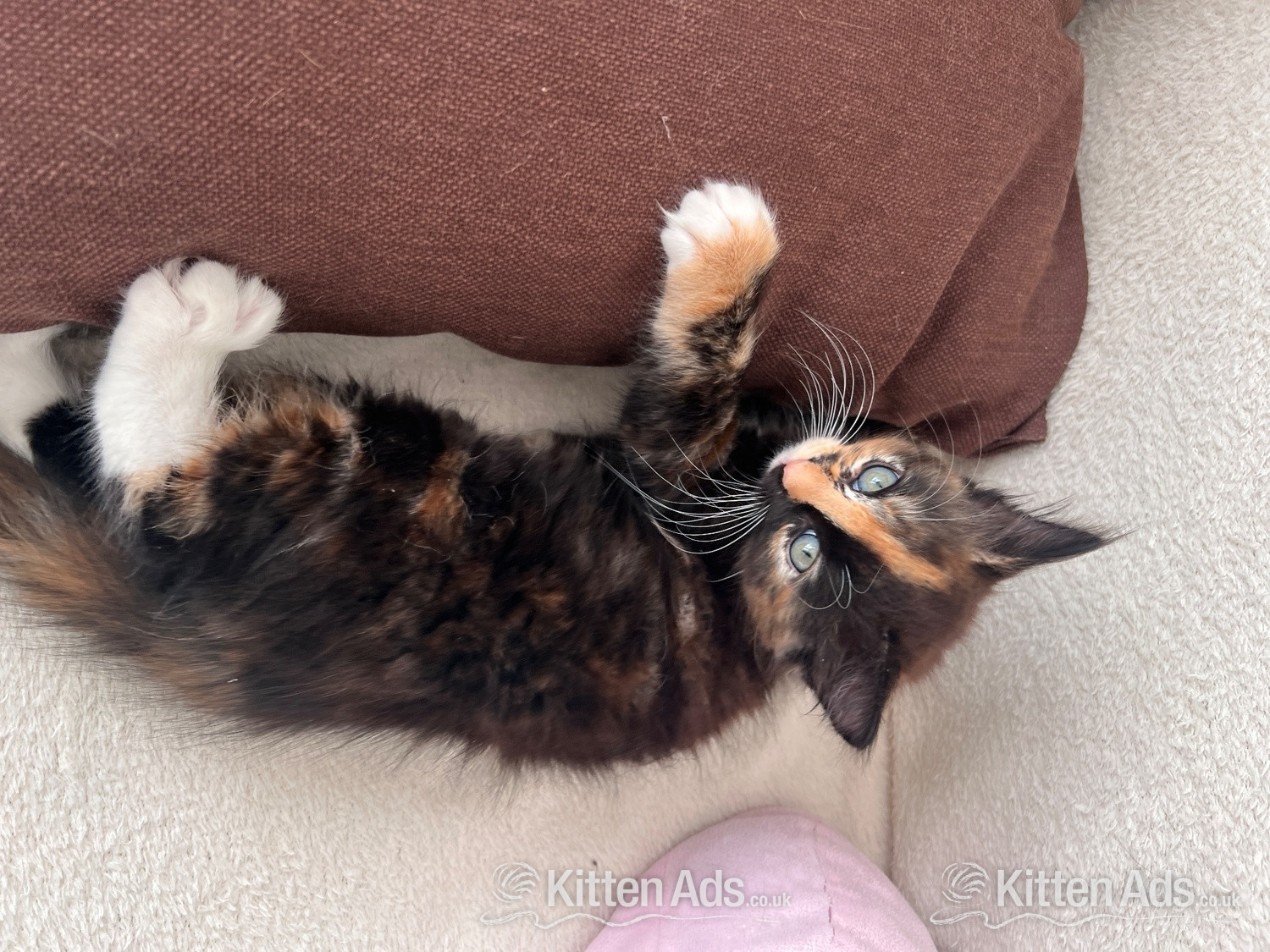 Ragdoll mixed kittens - 