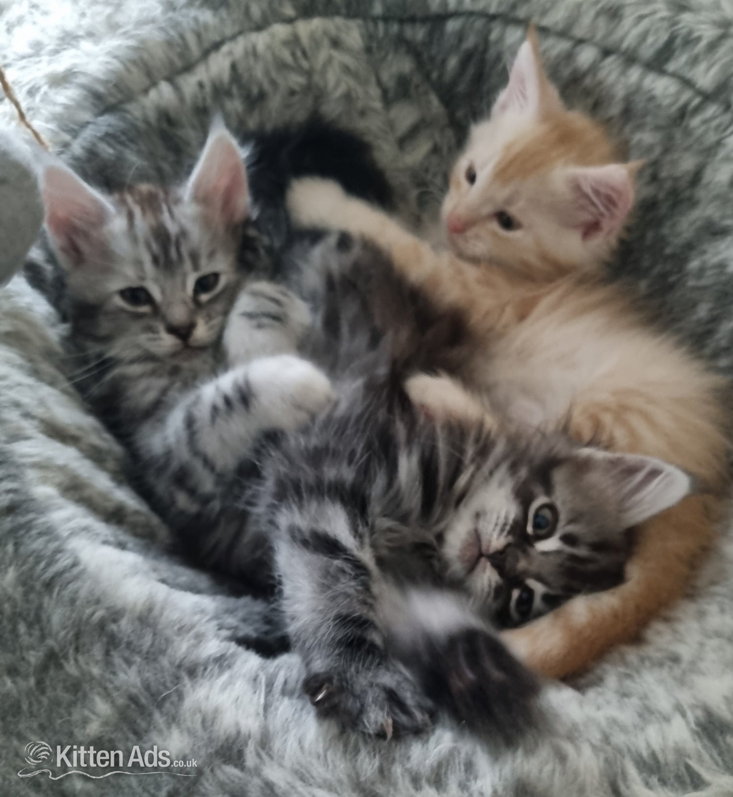 Beautiful GCCF registered maine coon kittens  in {LOCATION}