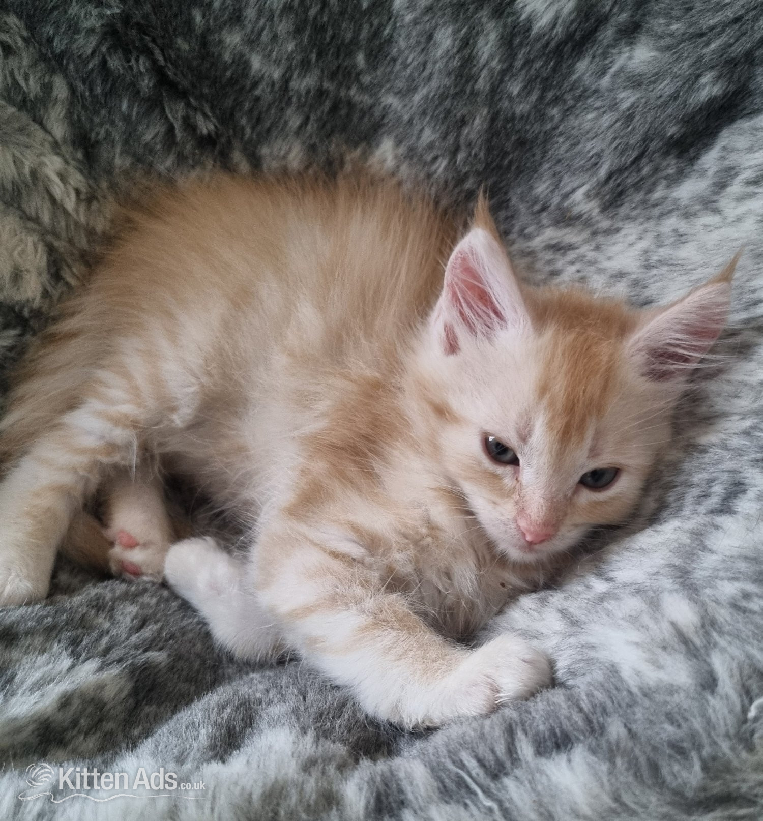 Maine Coon