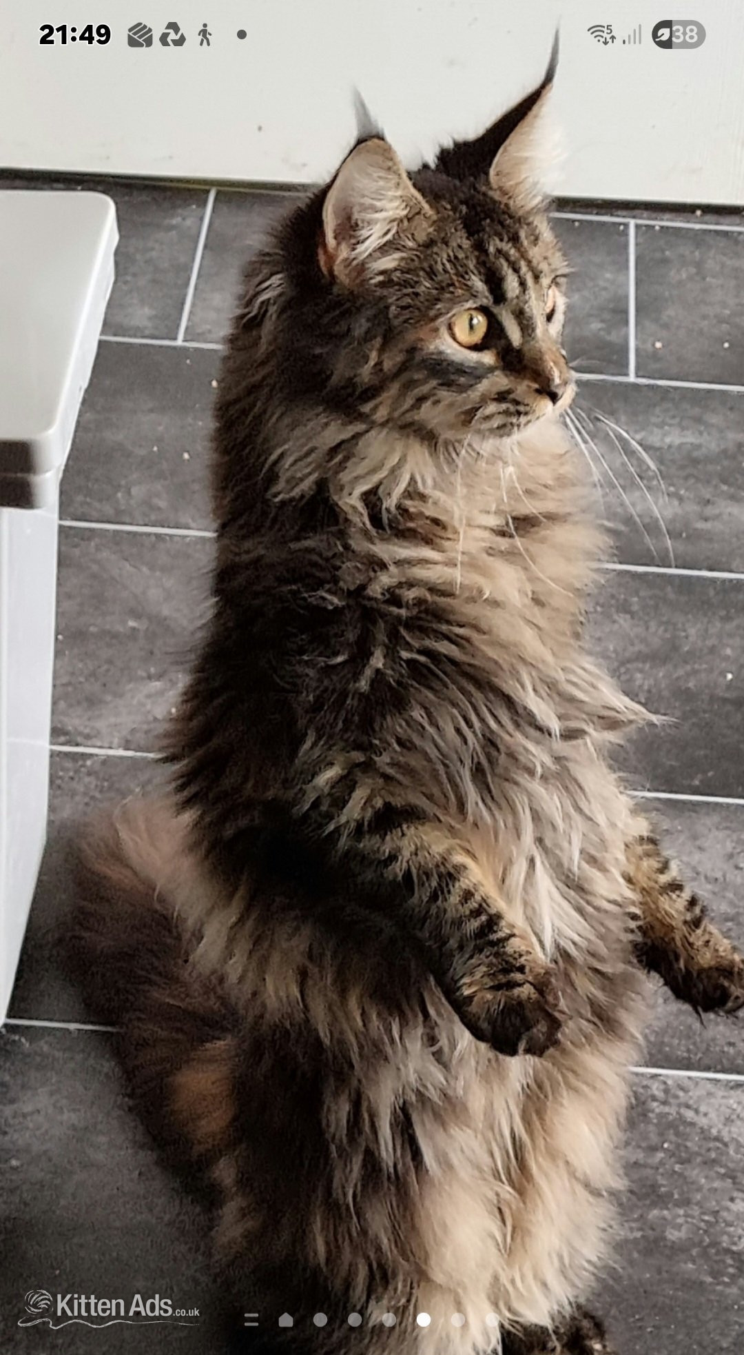 Maine Coon Cats and Kittens