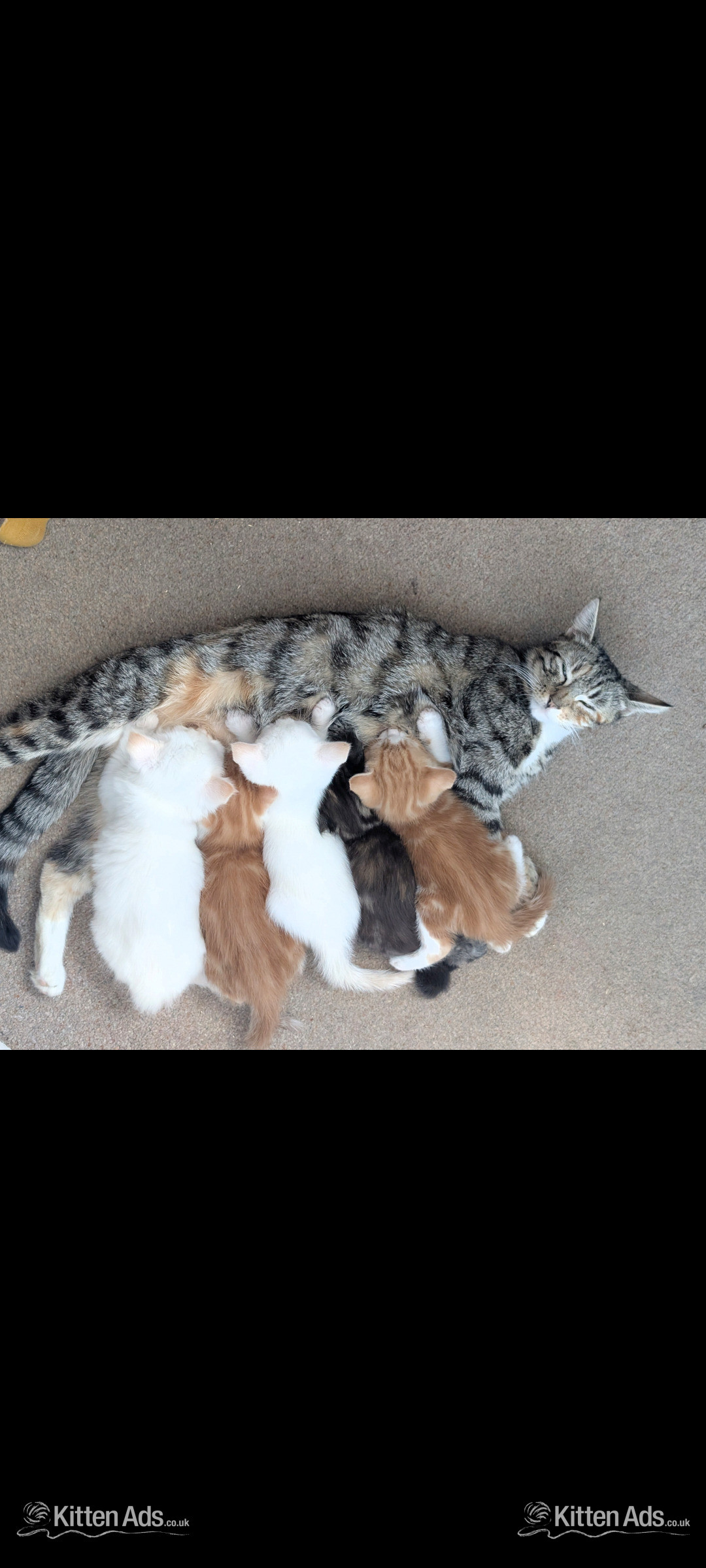 4 Adorable, Well-Socialised Kittens Ready Soon! ? in {LOCATION}
