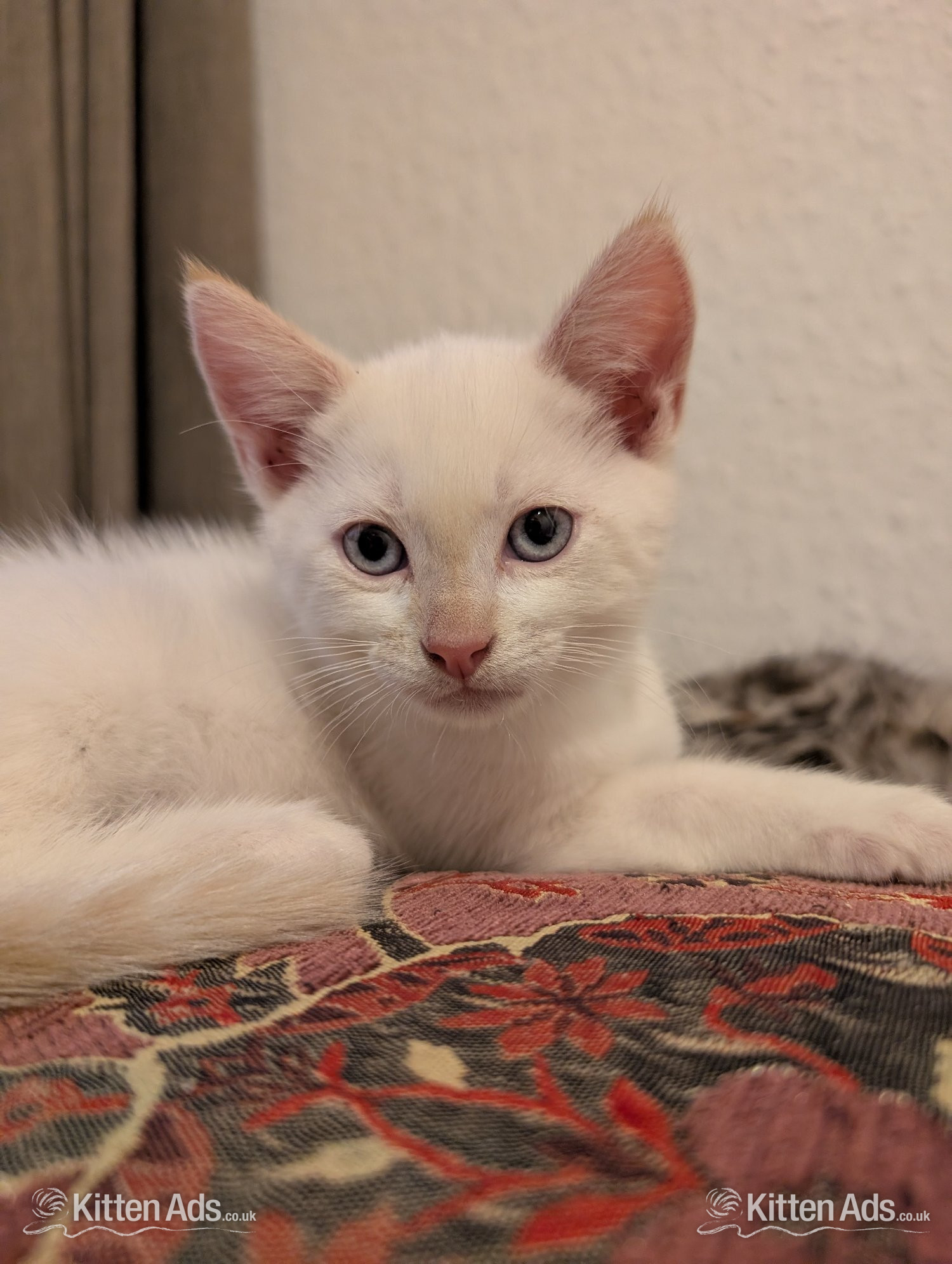  - 4 Adorable, Well-Socialised Kittens Ready Soon! ?