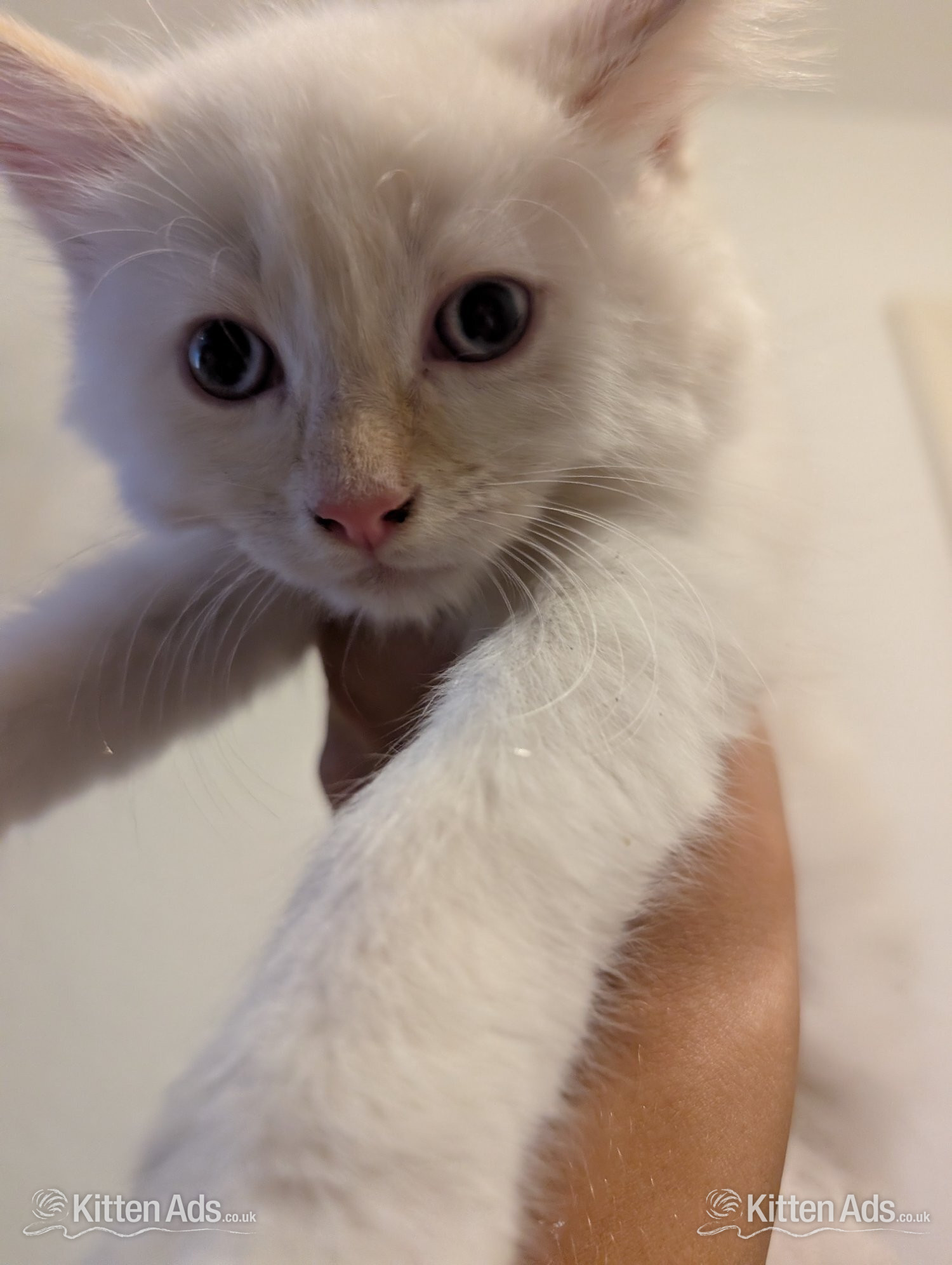 4 Adorable, Well-Socialised Kittens Ready Soon! ? - 