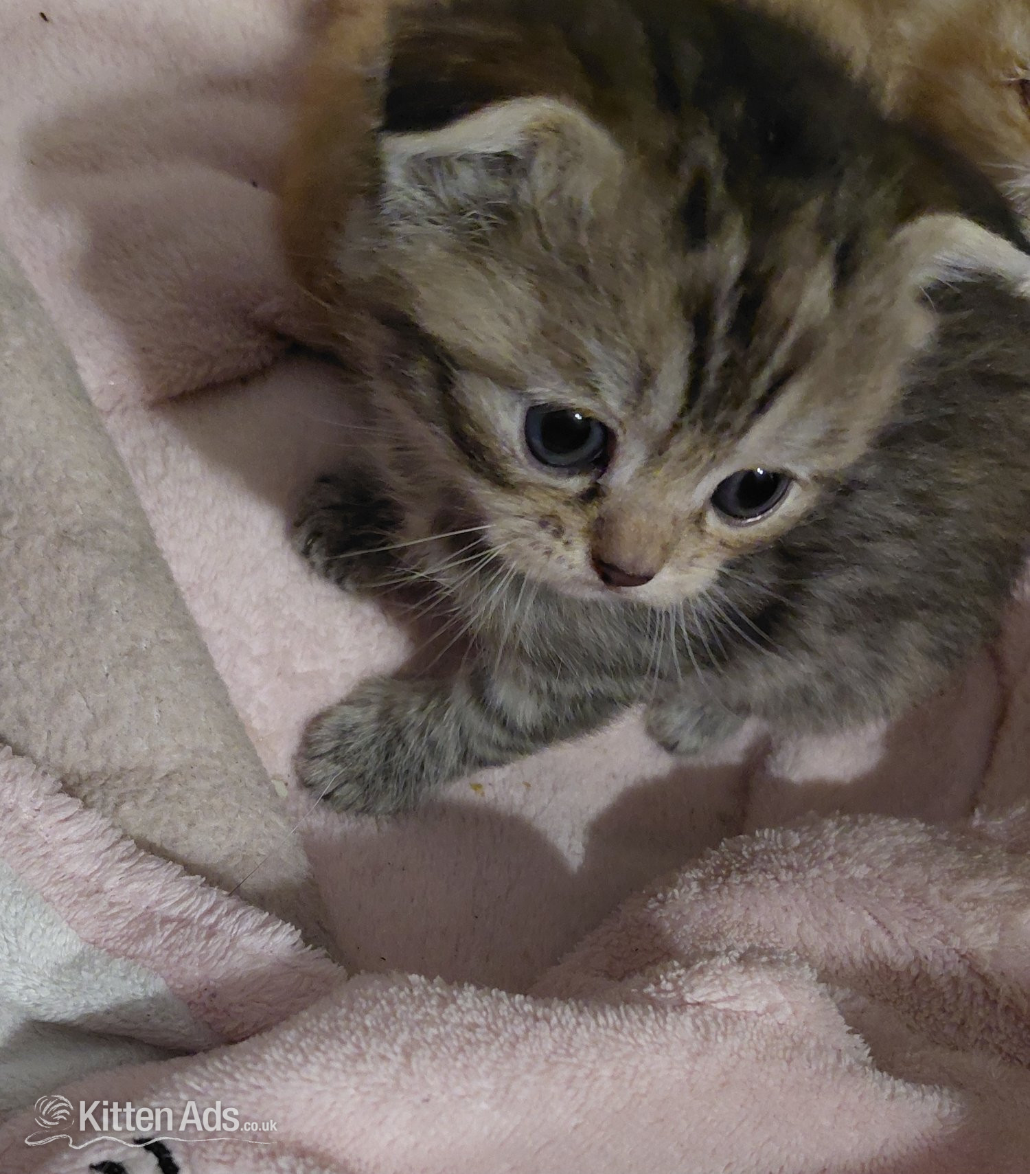 Scottish Fold