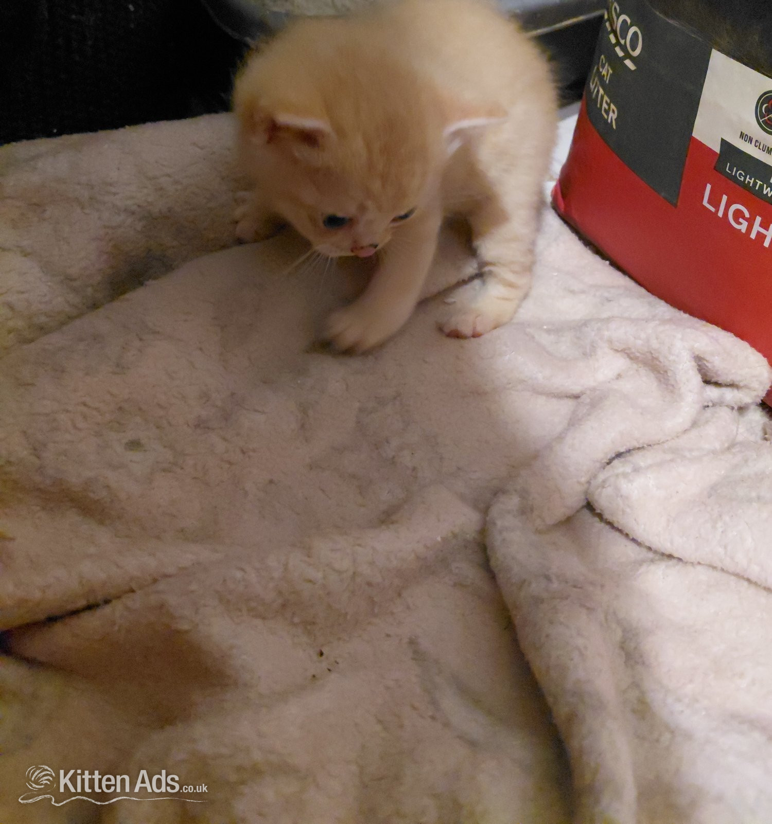 Boy scotish straight girl scotish fold  - Scottish Fold