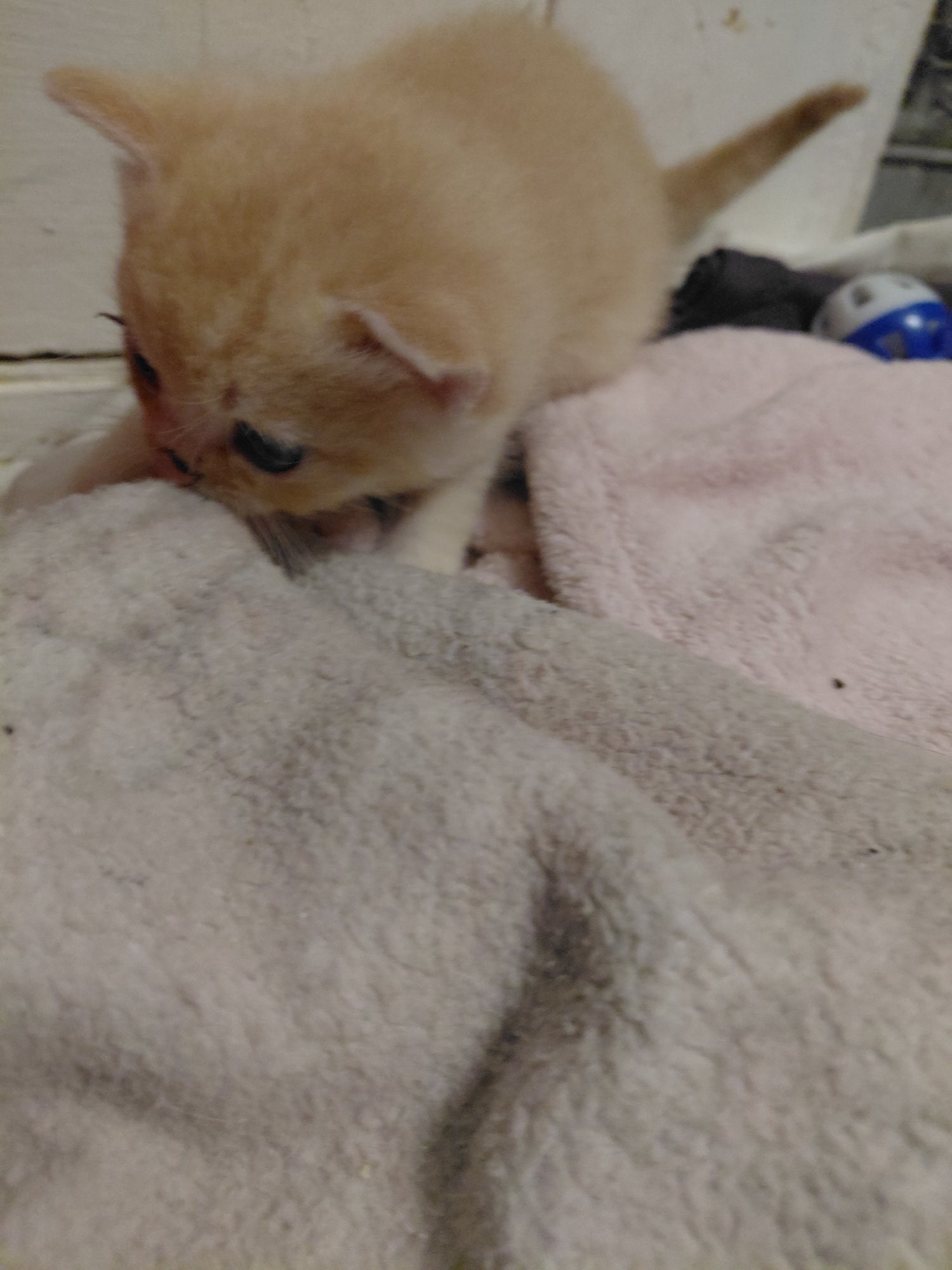Scottish Fold - Ready now Boy scotish straight girl scotish fold 