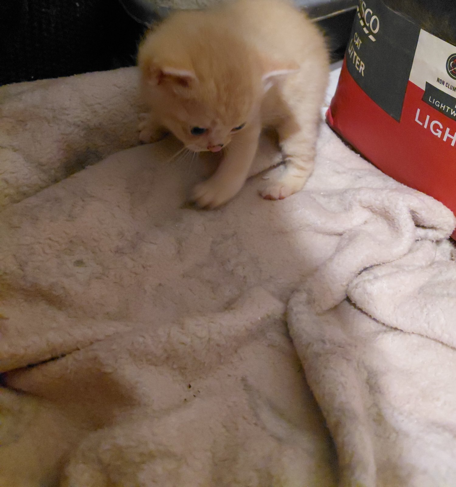 Ready now Boy scotish straight girl scotish fold  - Scottish Fold
