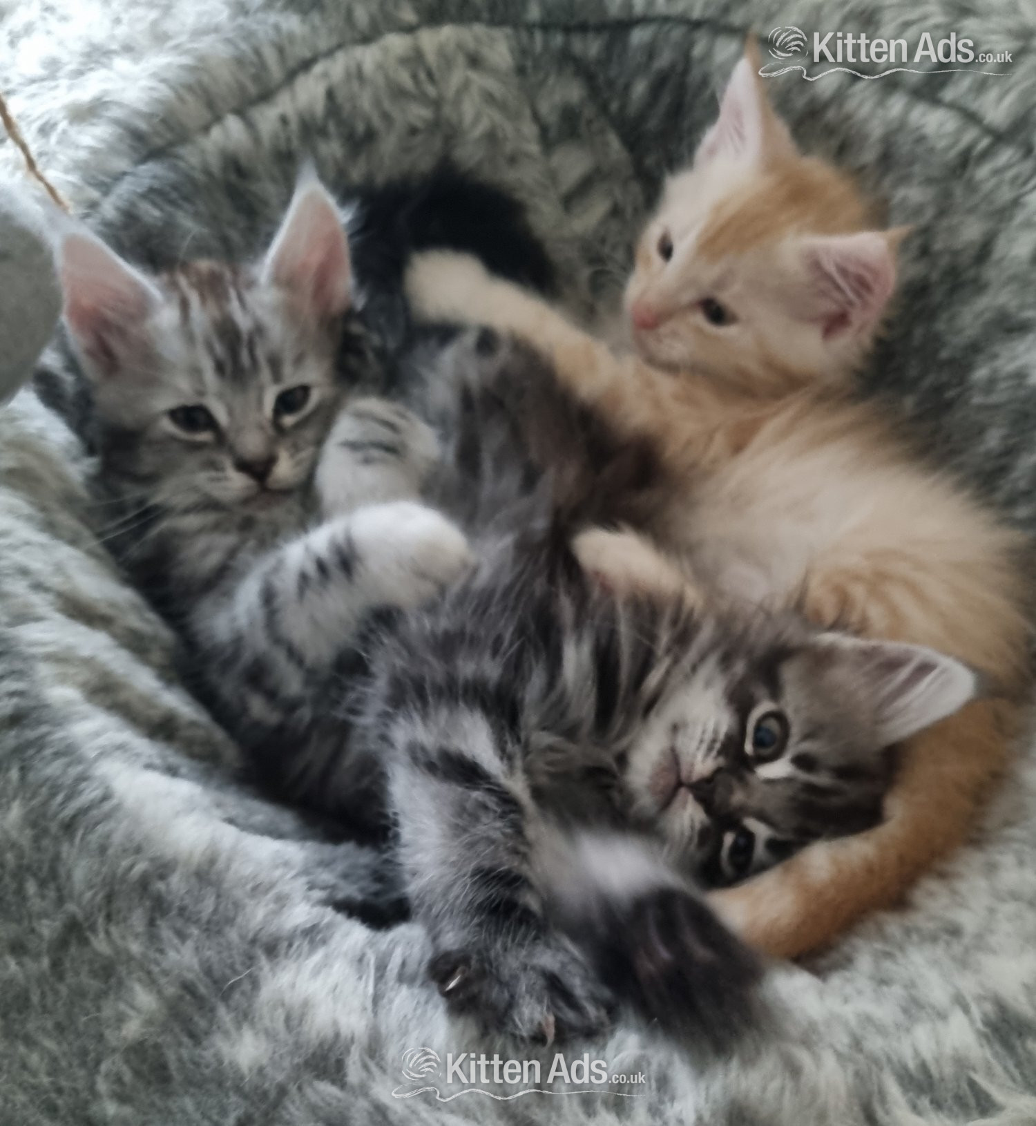 Beautiful GCCF registered maine coon kittens  in {LOCATION}