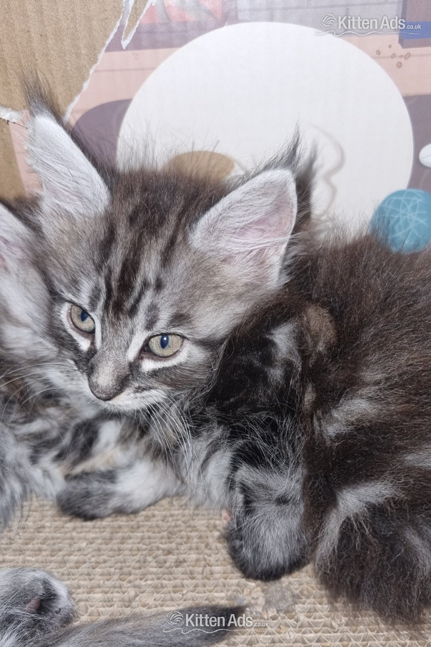 Beautiful GCCF registered maine coon kittens  - 