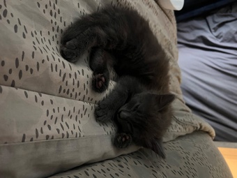 Black fluffy female kitten