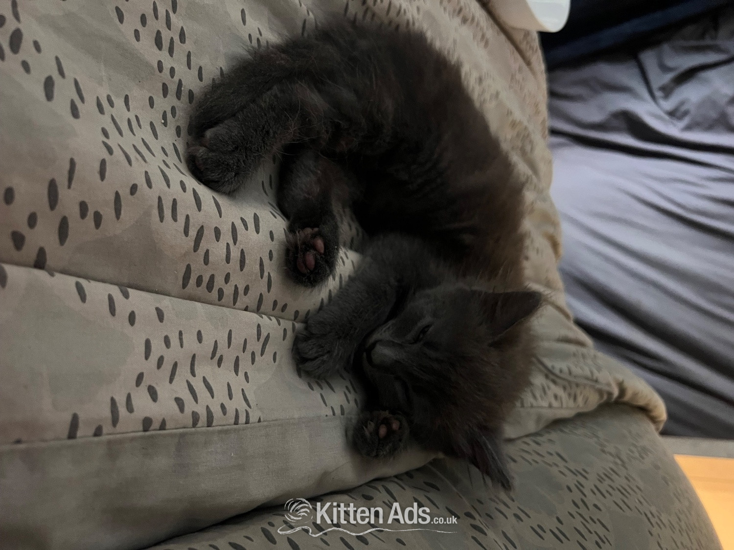 Black fluffy female kitten in {LOCATION}
